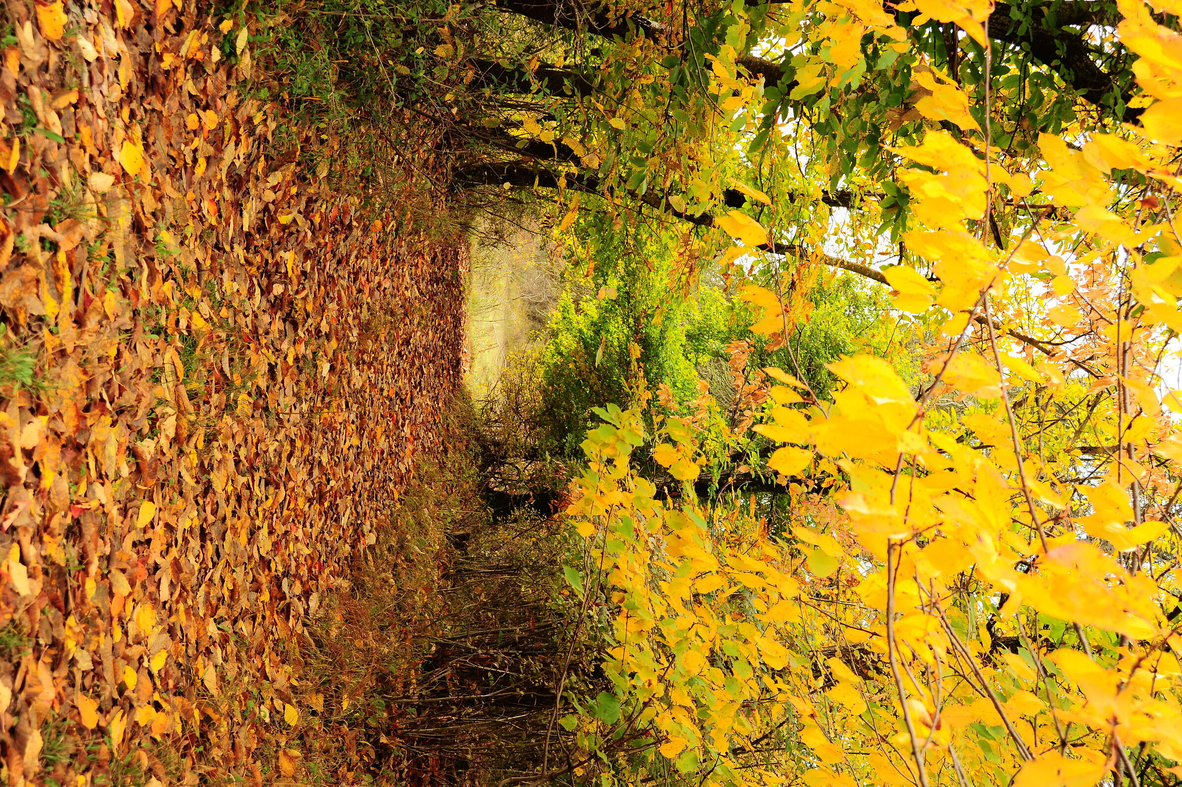 La dell'autunno