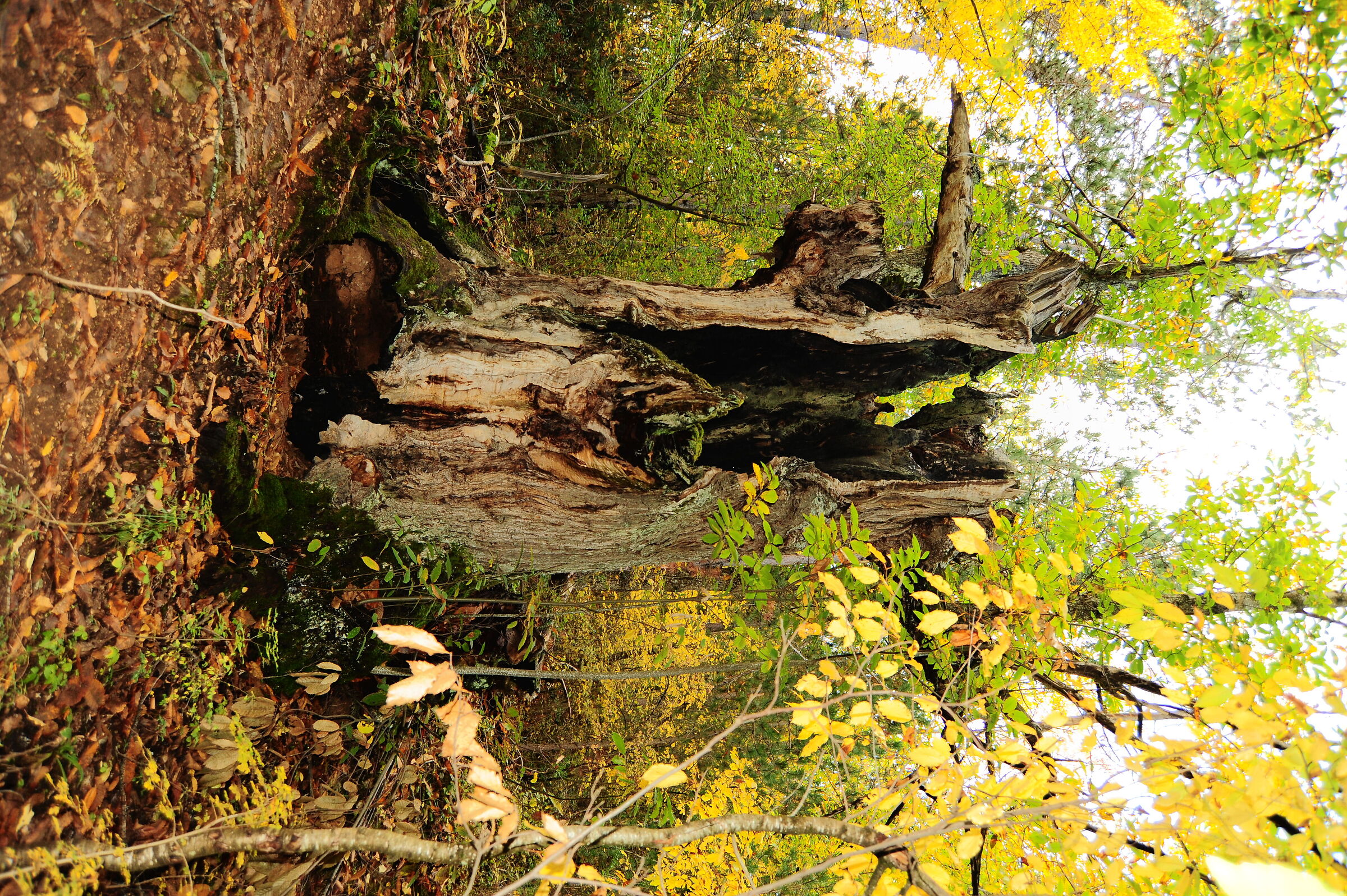 The Enchanted Forest