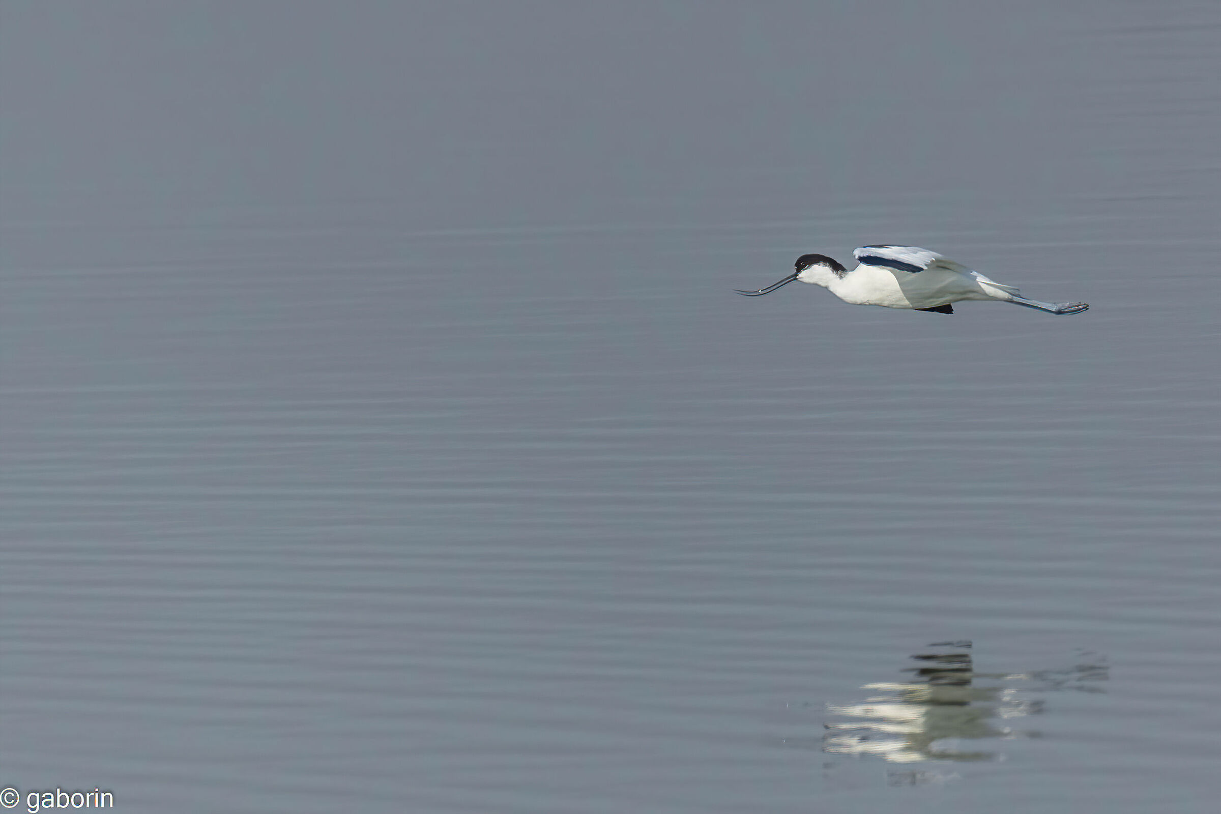 avocetta