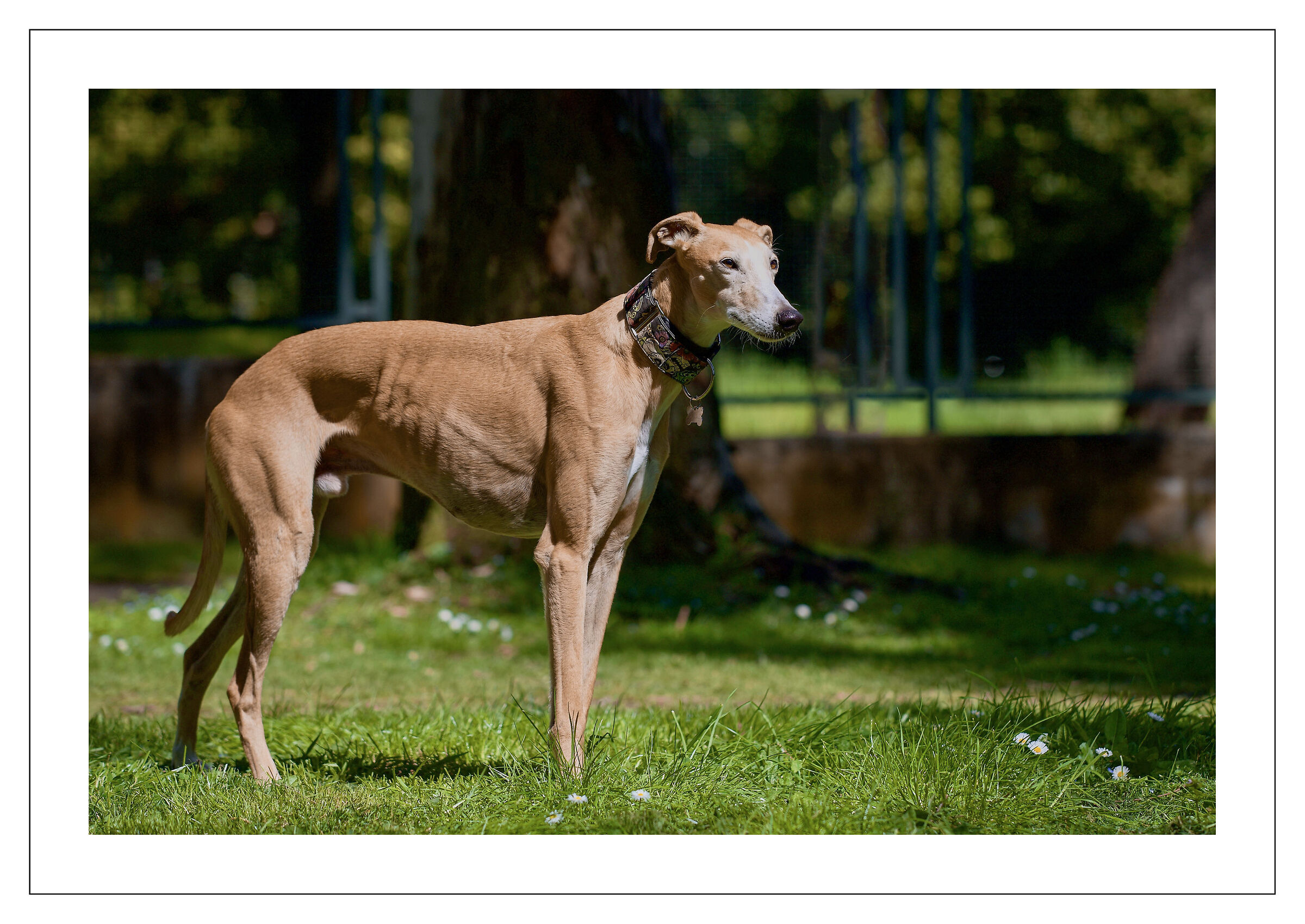 Greyhound