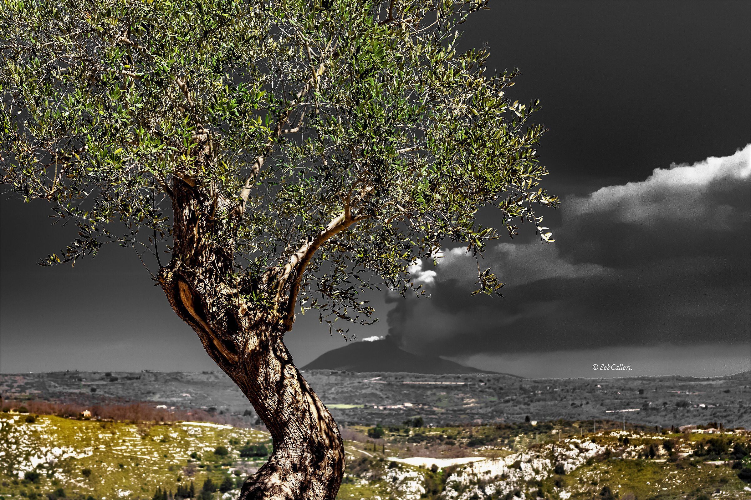 The olive tree of peace and the roar of the Giant...