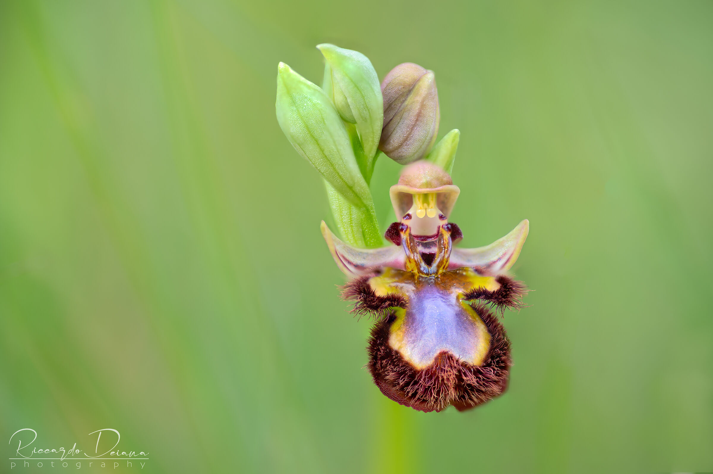 Ophrys speculum