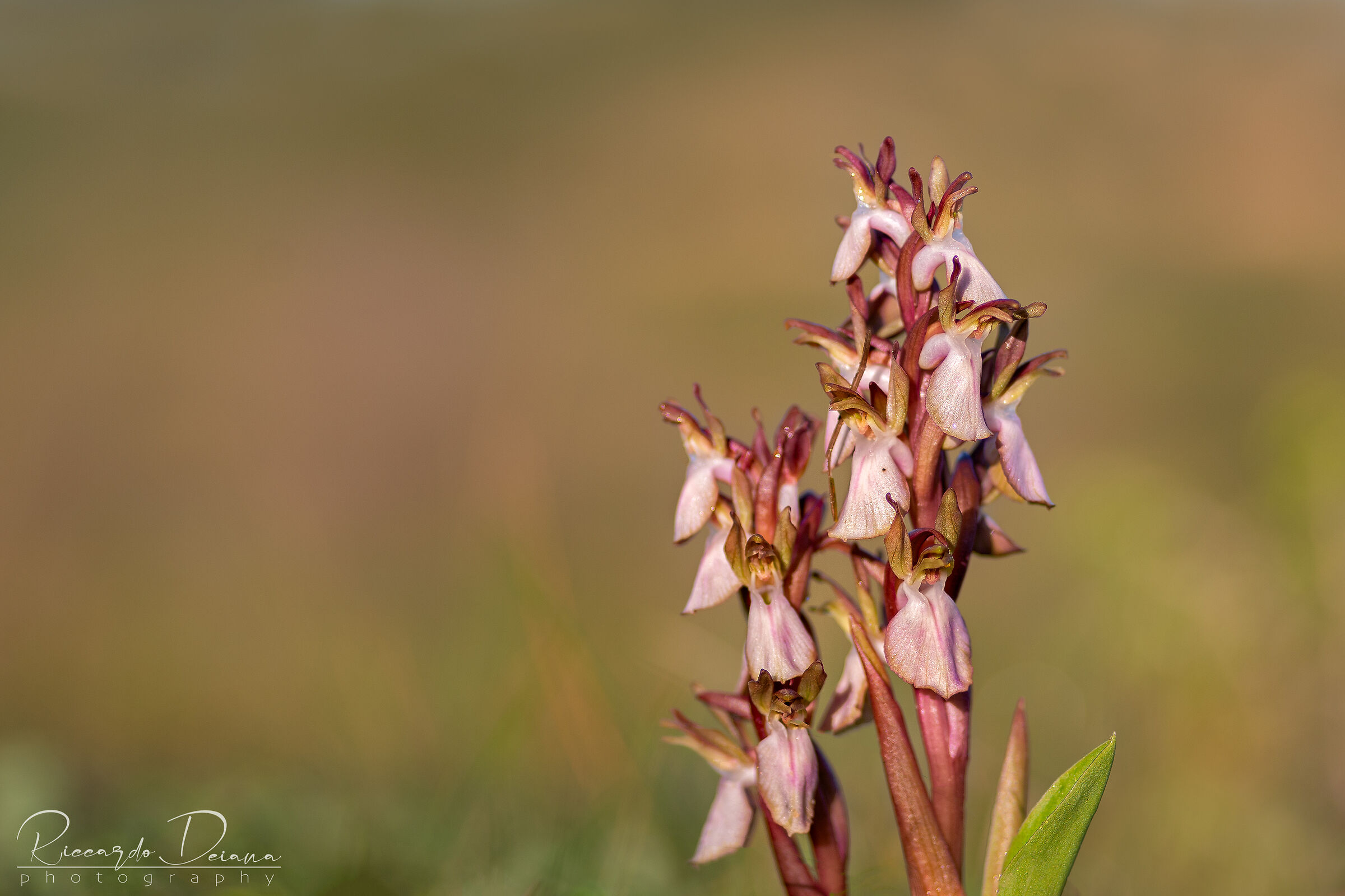Anacamptis collina
