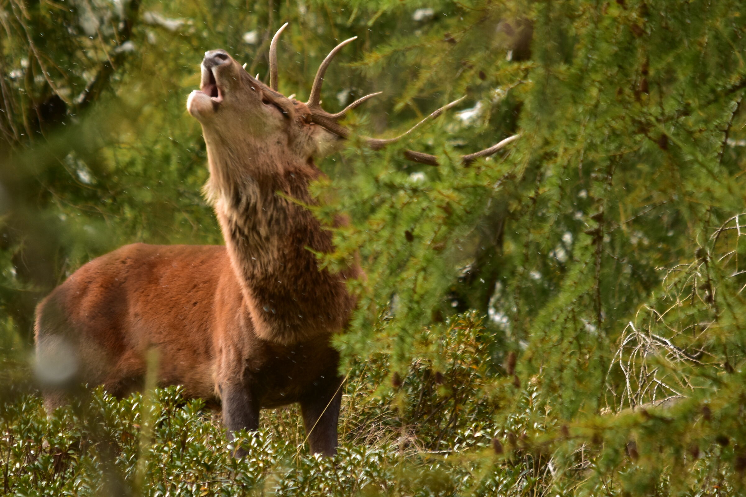 Il bramito