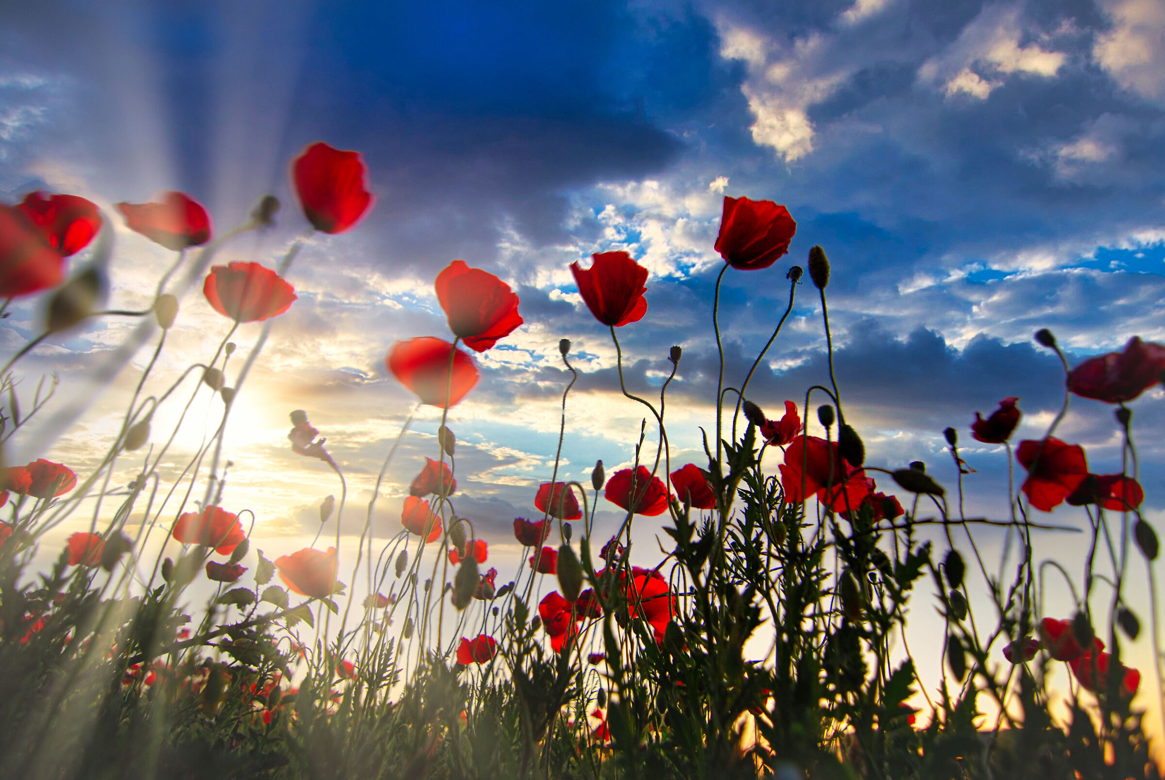 i papaveri sono alti