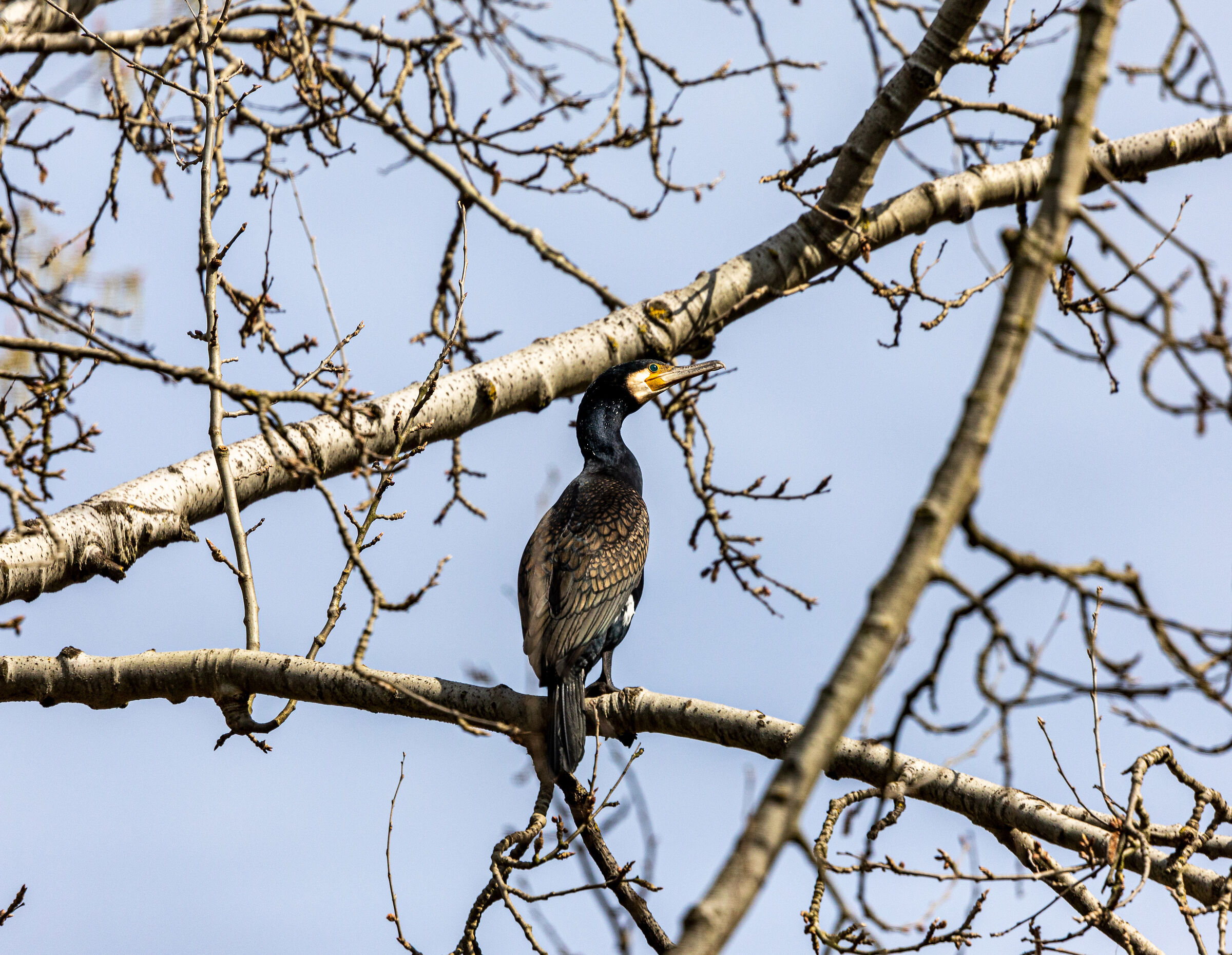 Cormorano maschio con piumaggio da parata