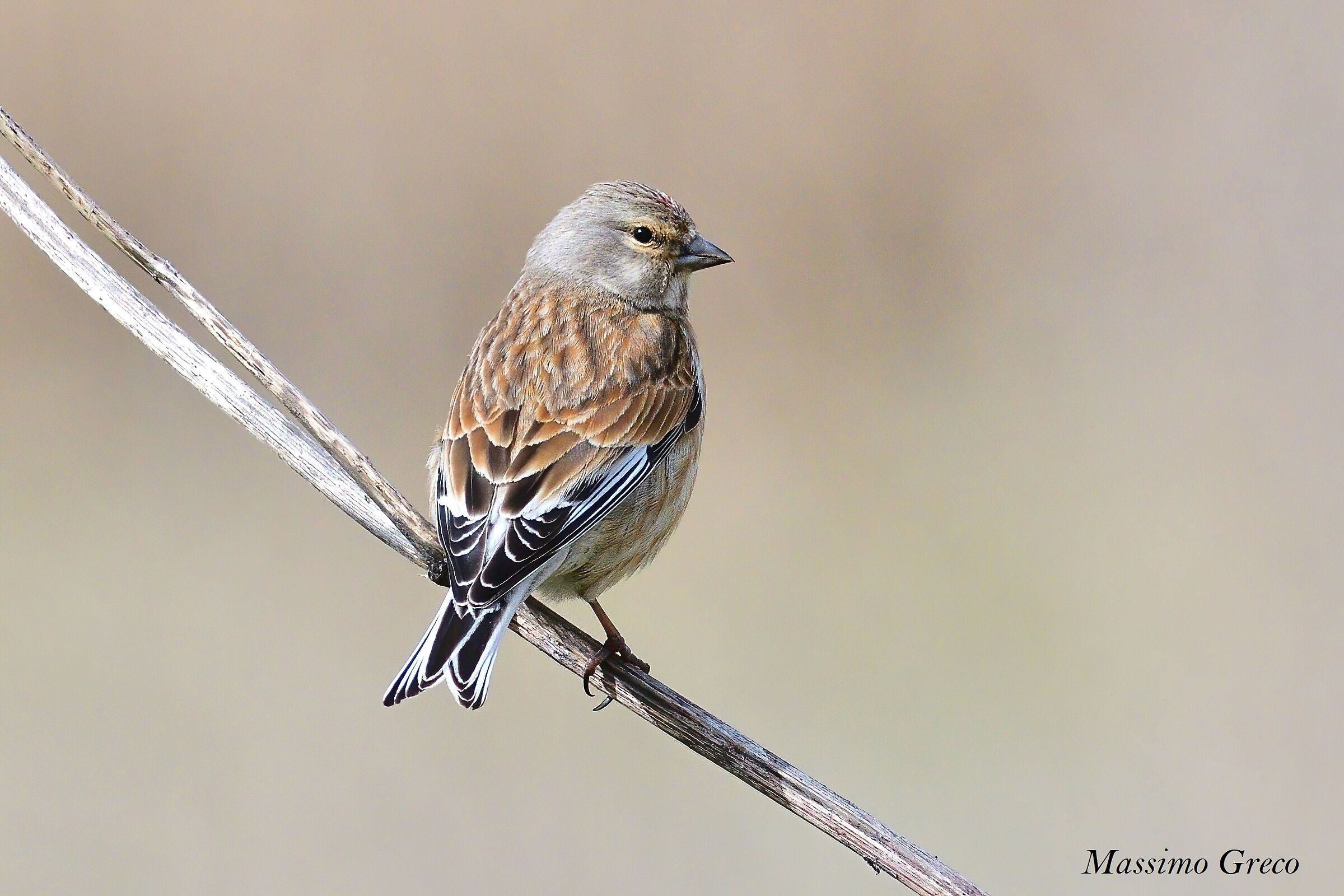 Fanello (Cannabine Carduelis)