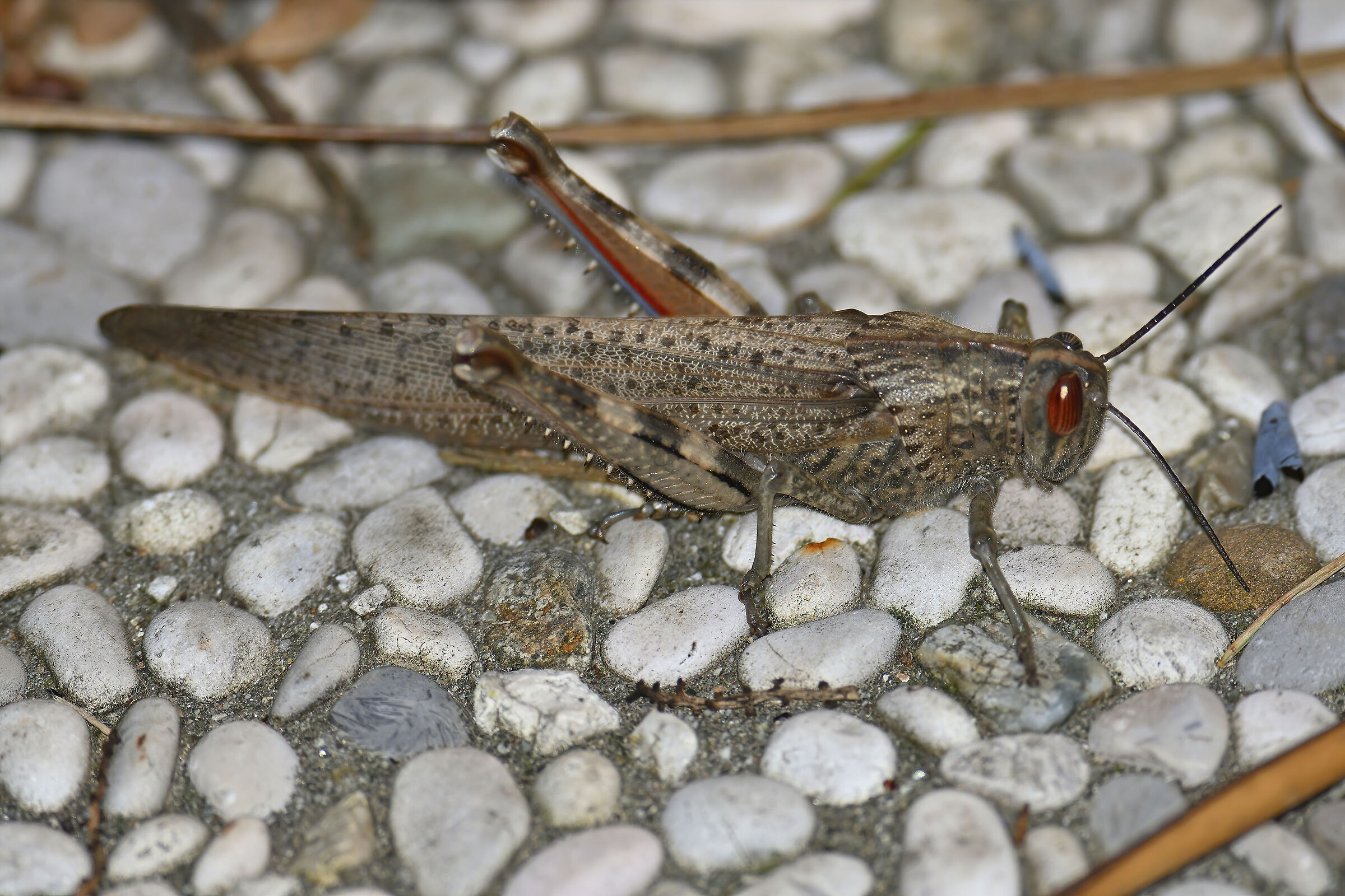 Locusta in giardino