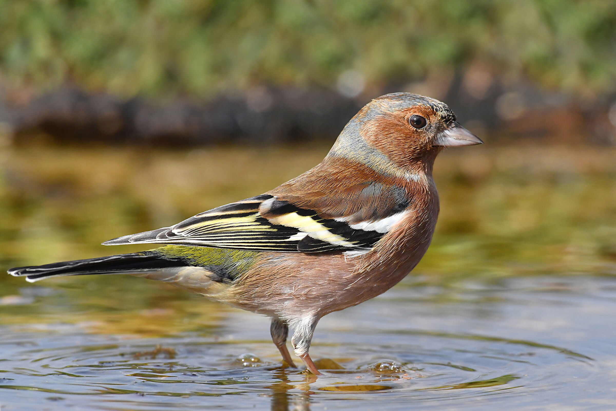 Storie di piume  8   ( Fringuello )