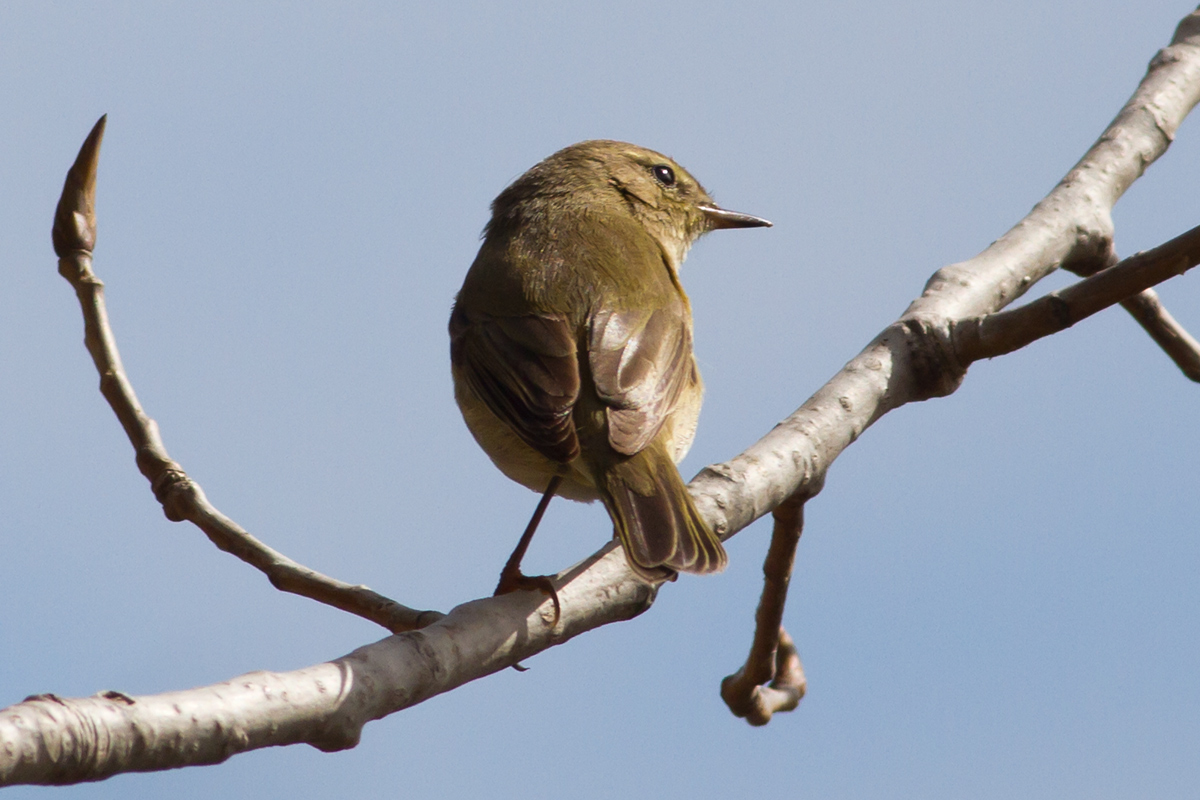 Help for identification