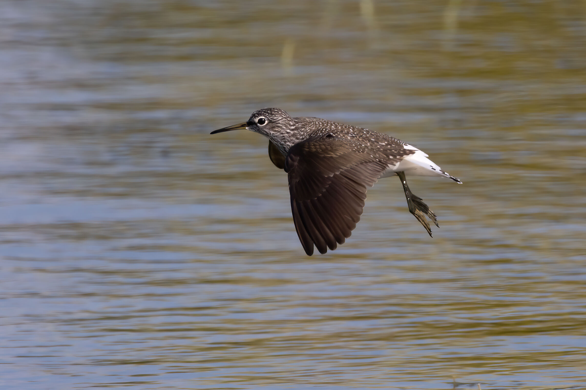 Piro Piro Culbianco in flight