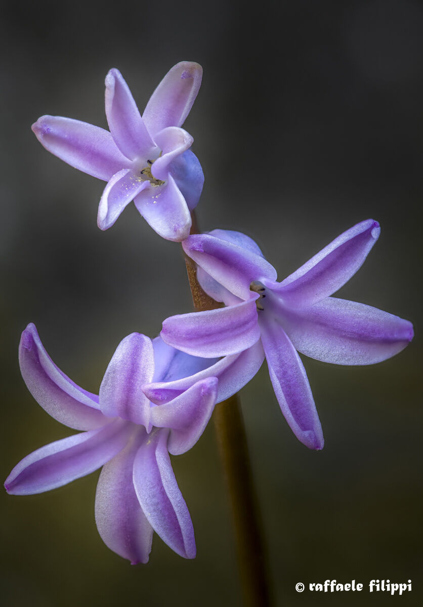 Purple Tulbaghia