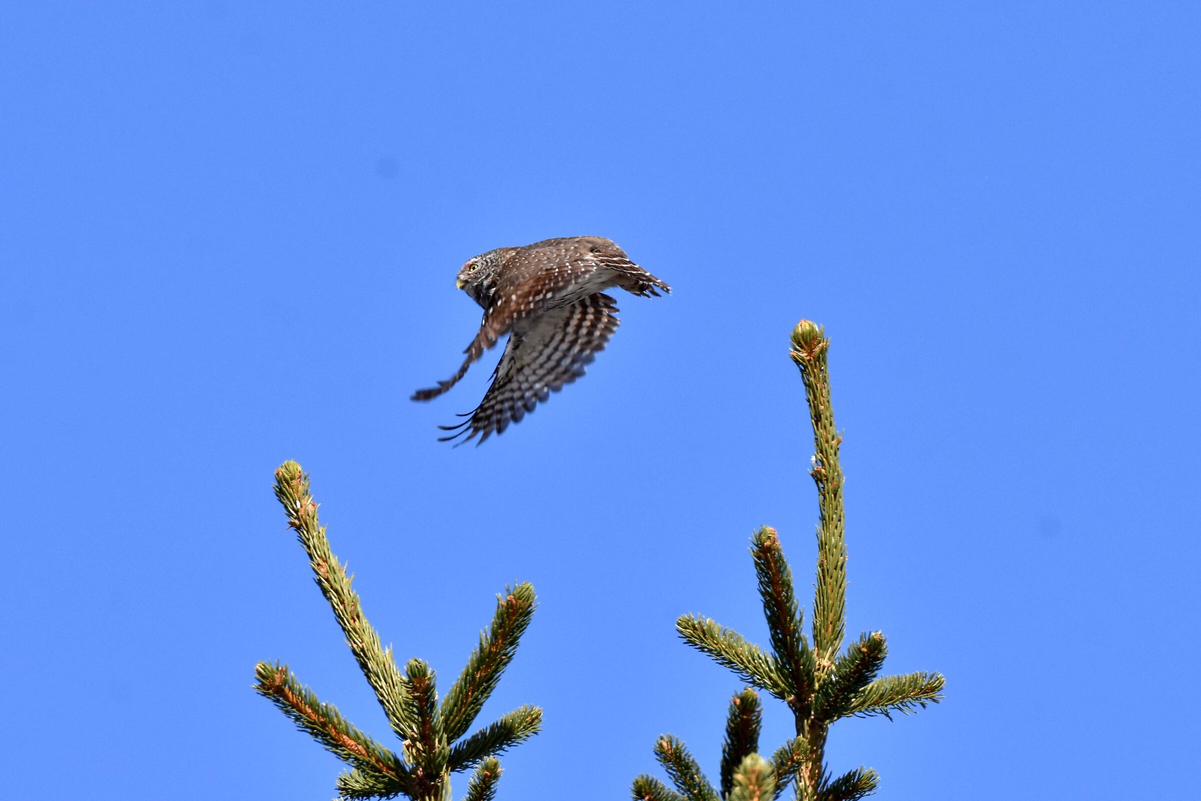 Civetta nana al volo