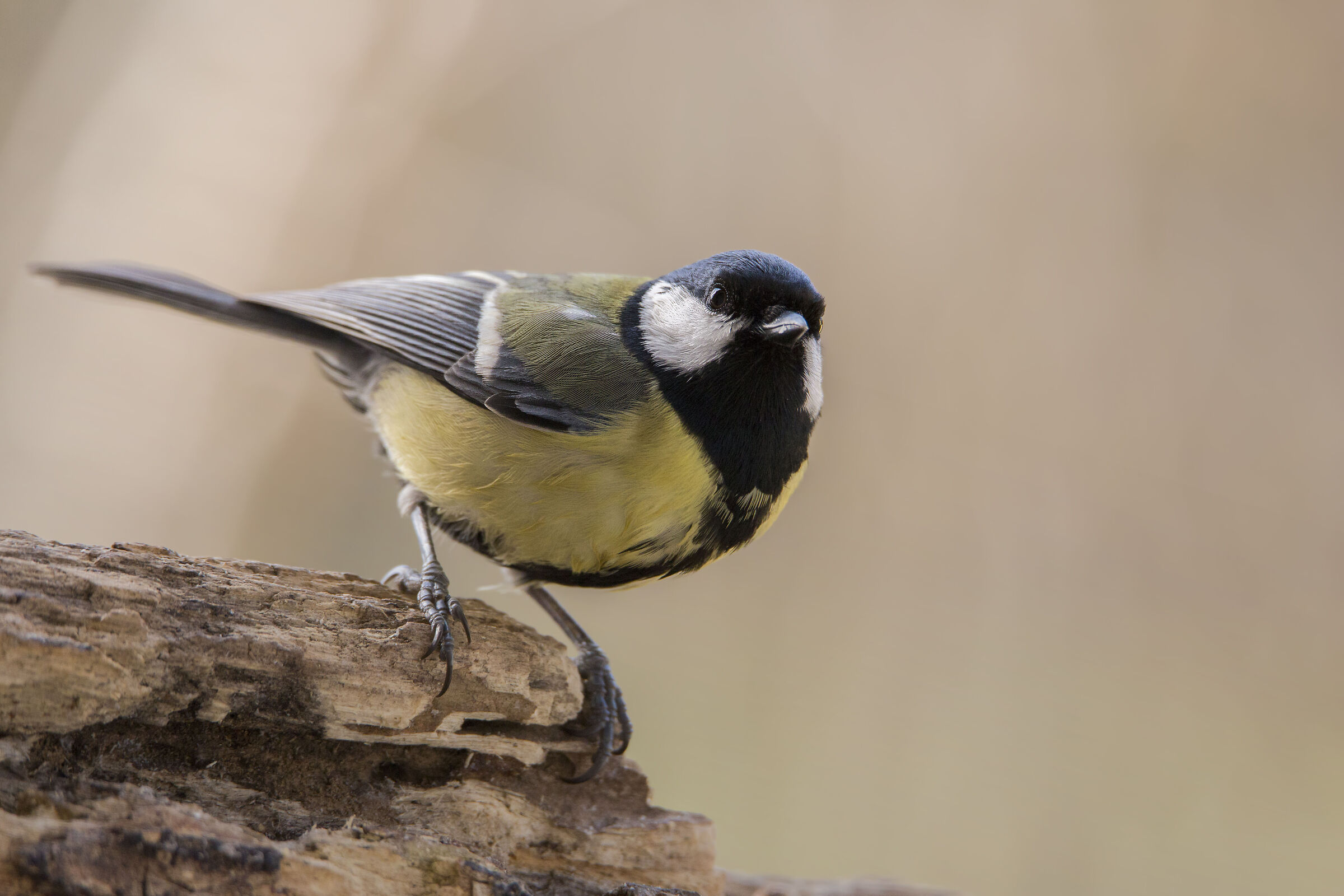 Arrogante e caciarona!
