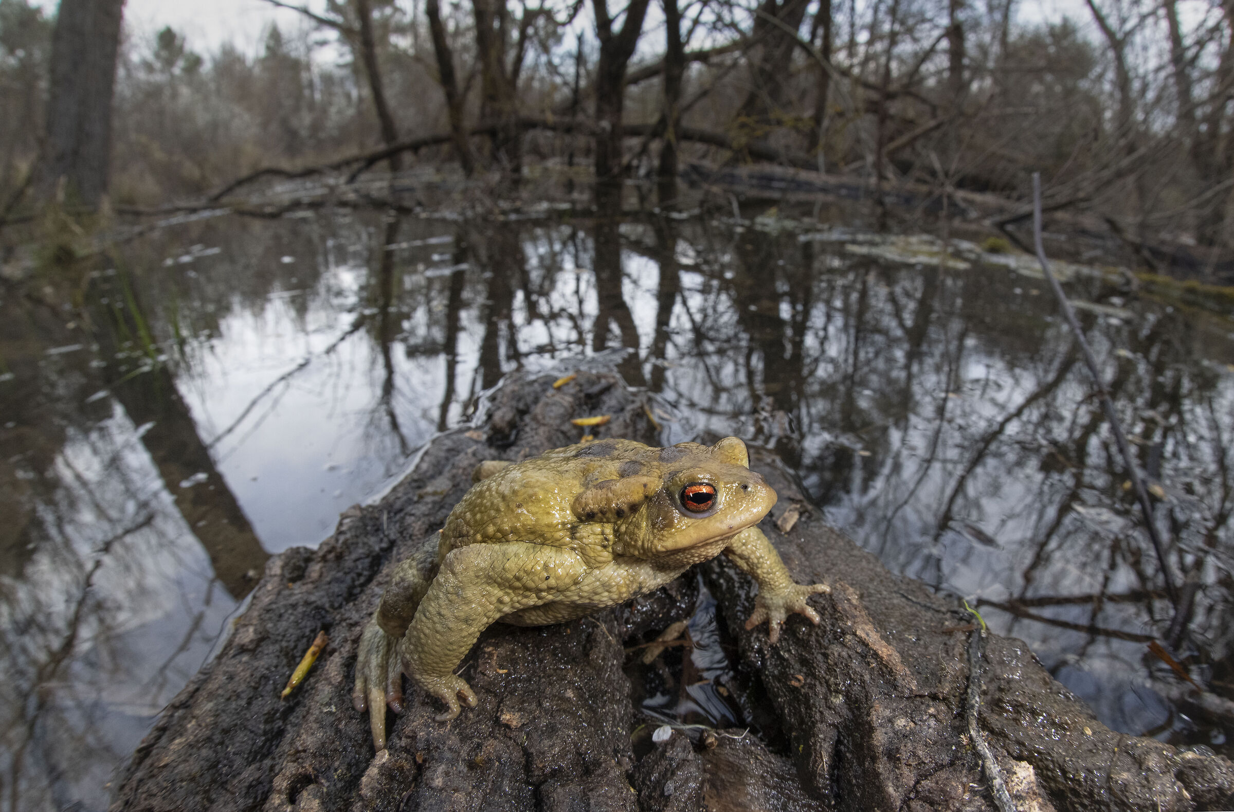 Rospo nel bosco allagato