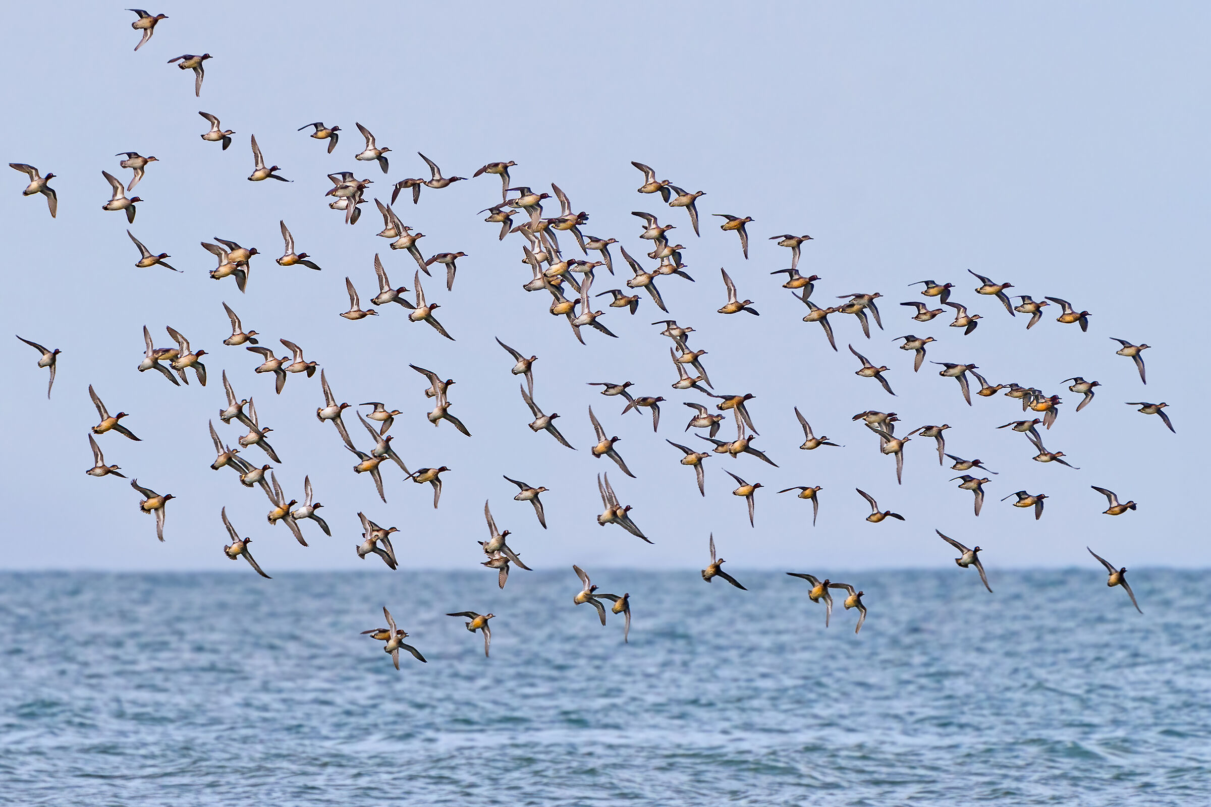 The spring migration of the lifts