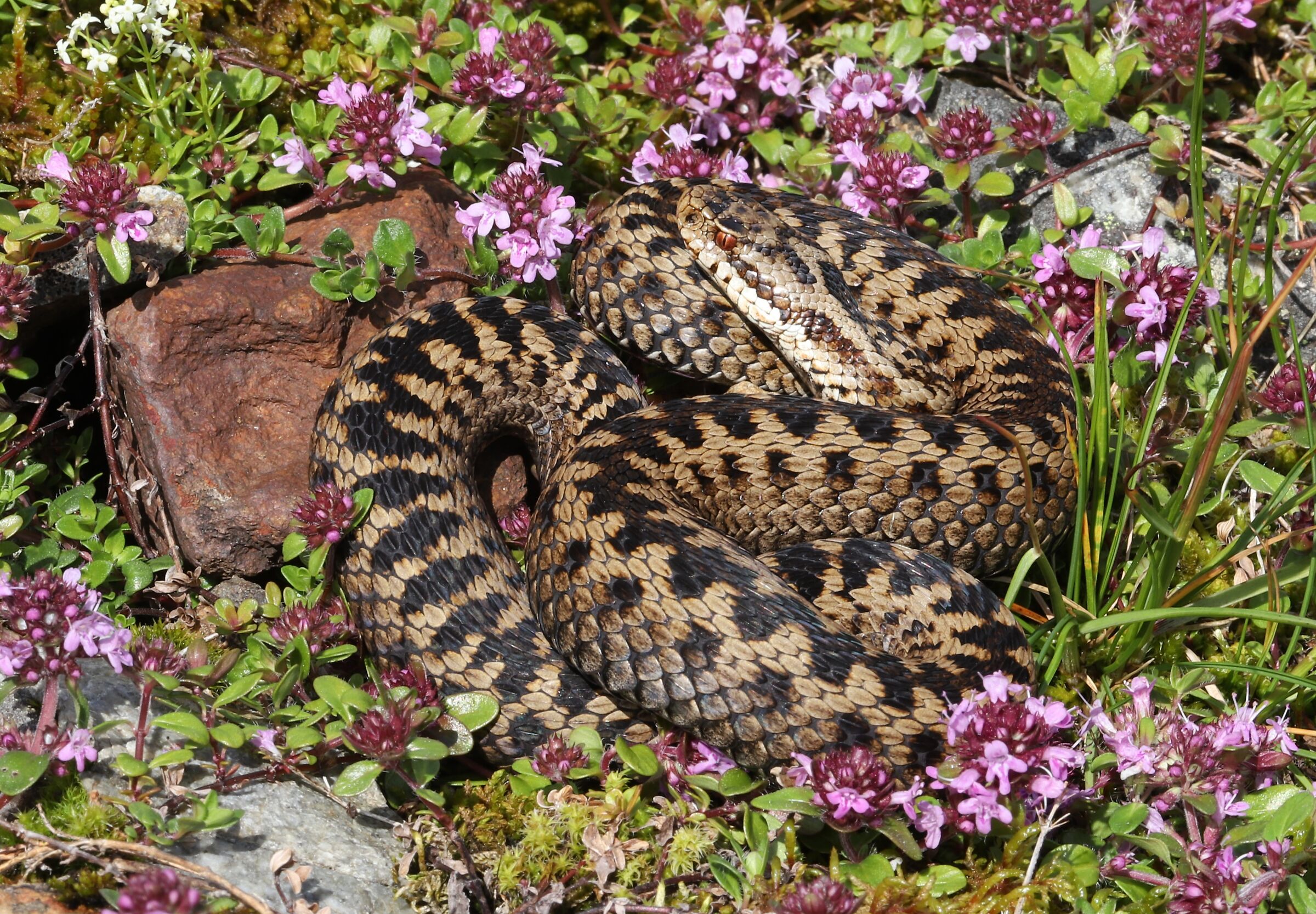 Vipera berus ssp. berus, femmina