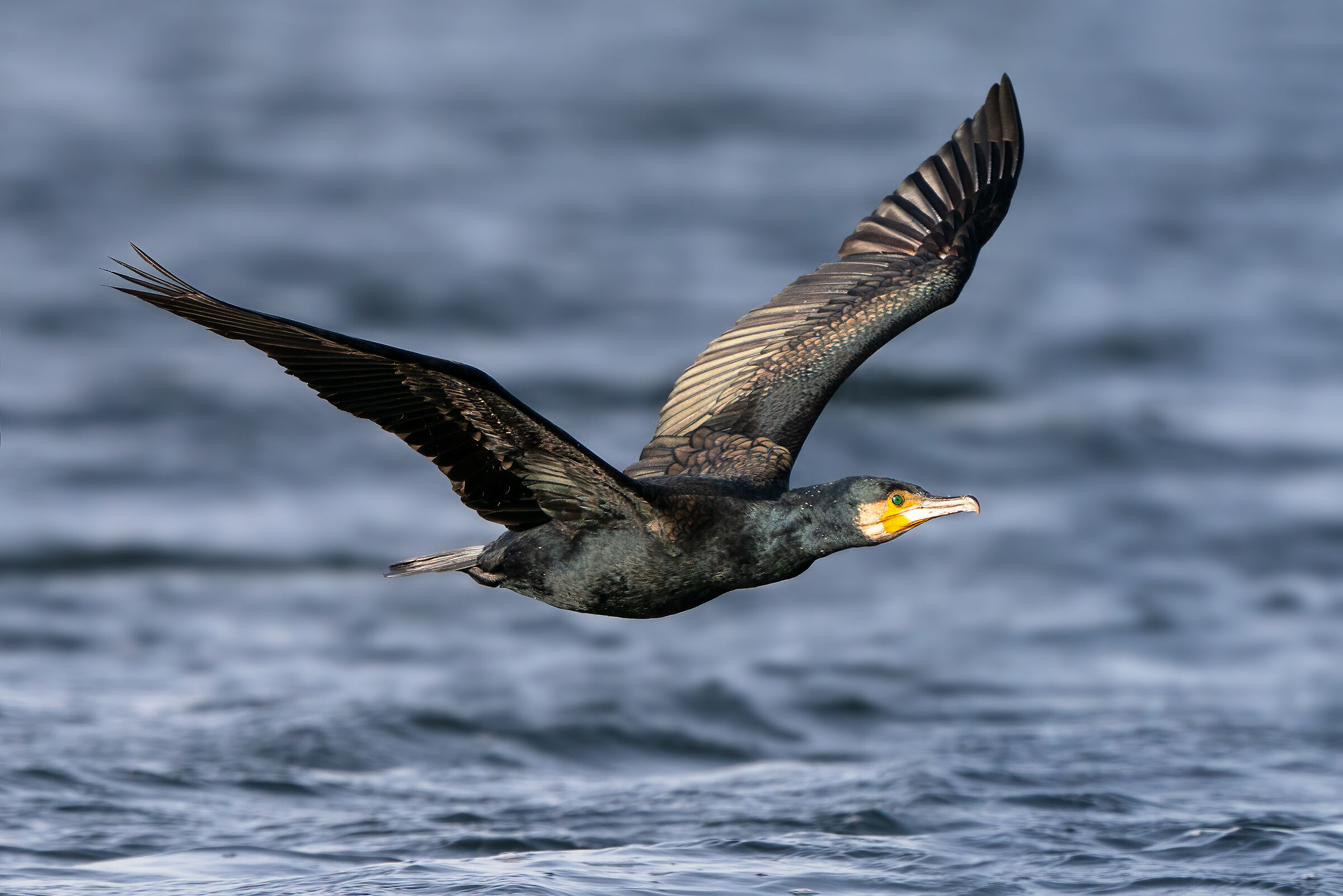 Cormorano adulto - forma atlantica