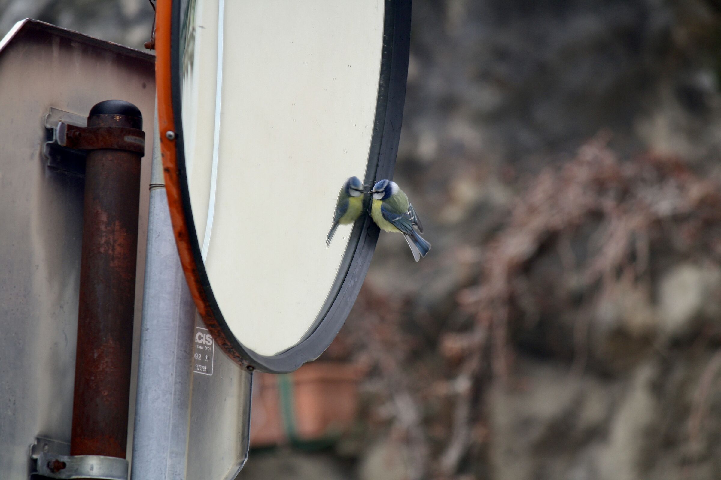 Specchio delle mie brame...