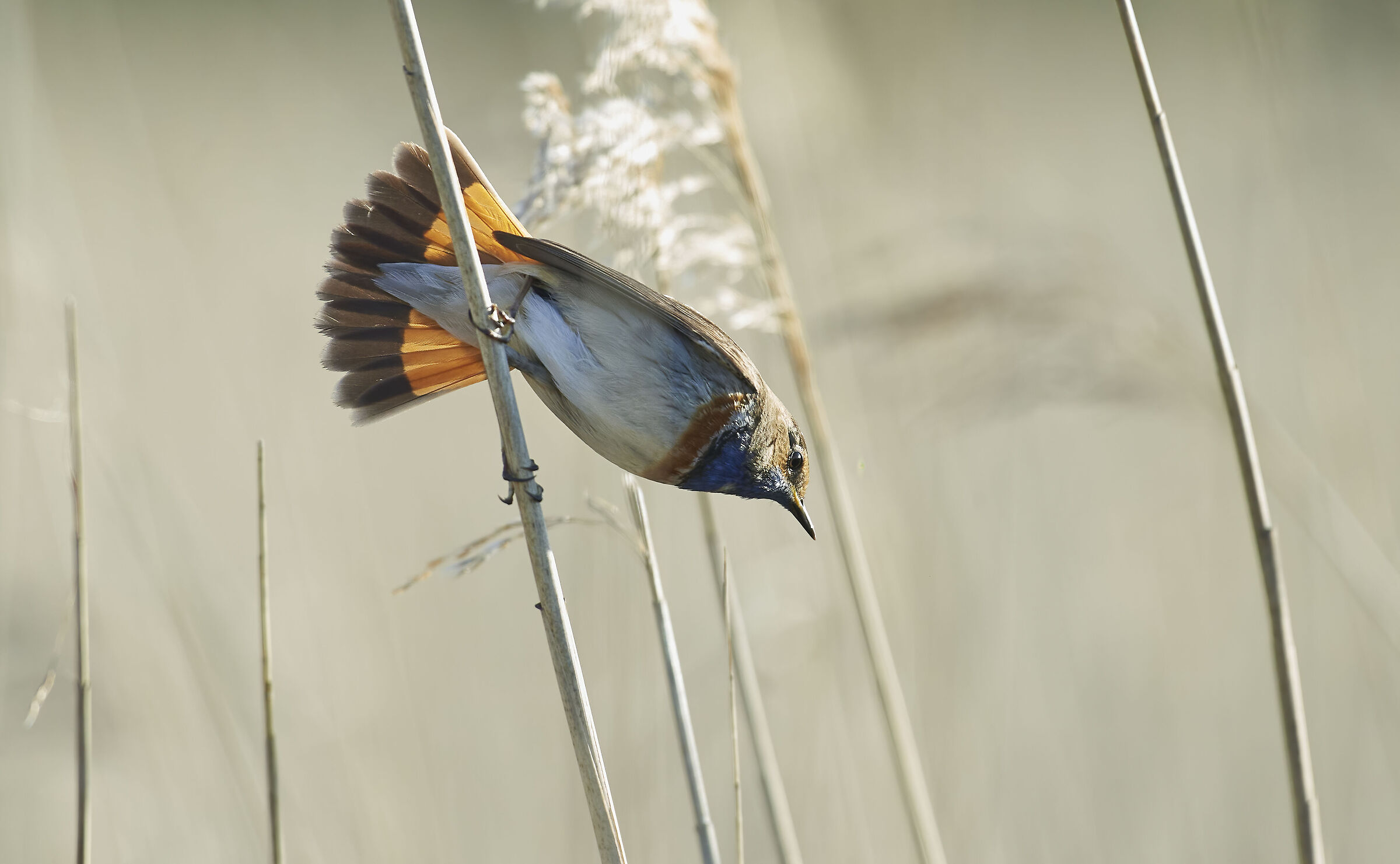 Bluethroat