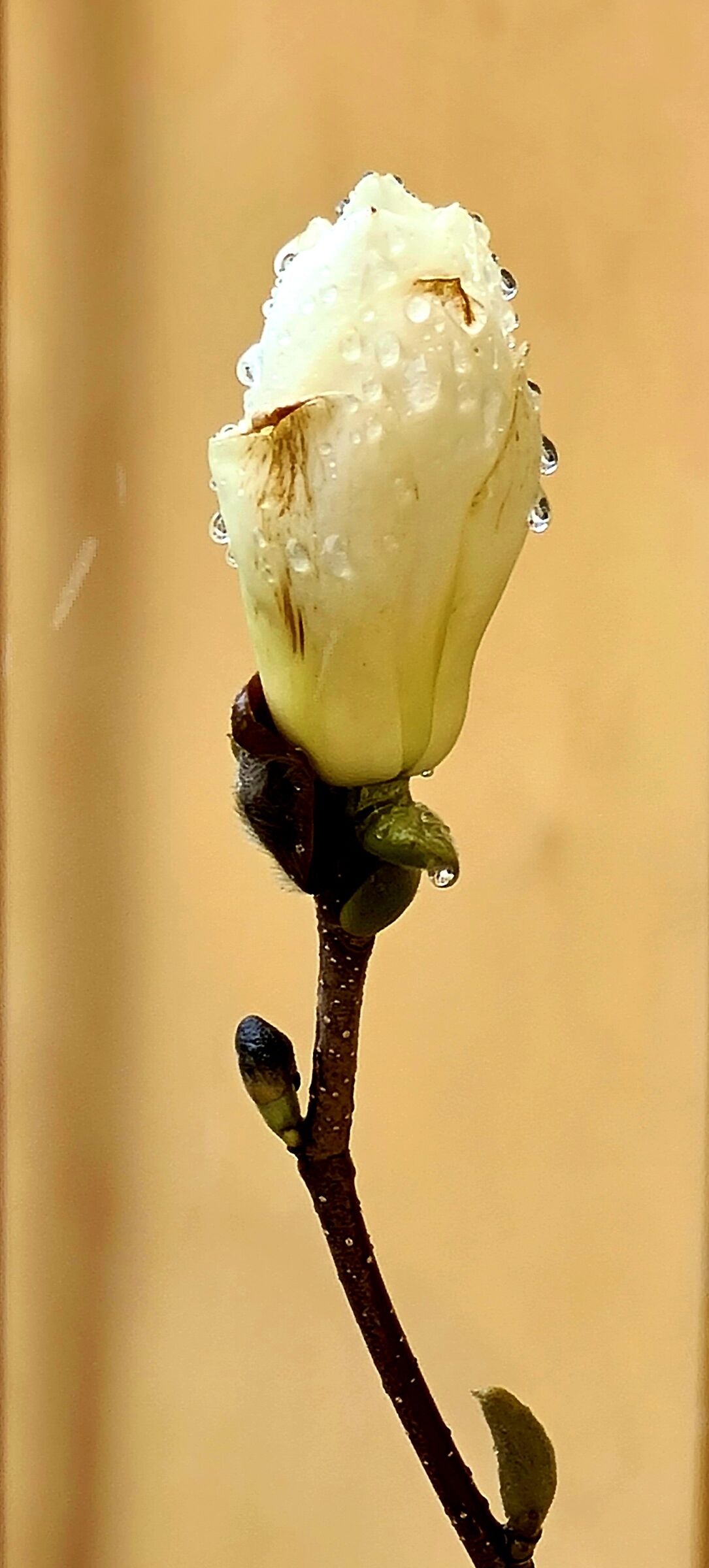 Magnolia innevata