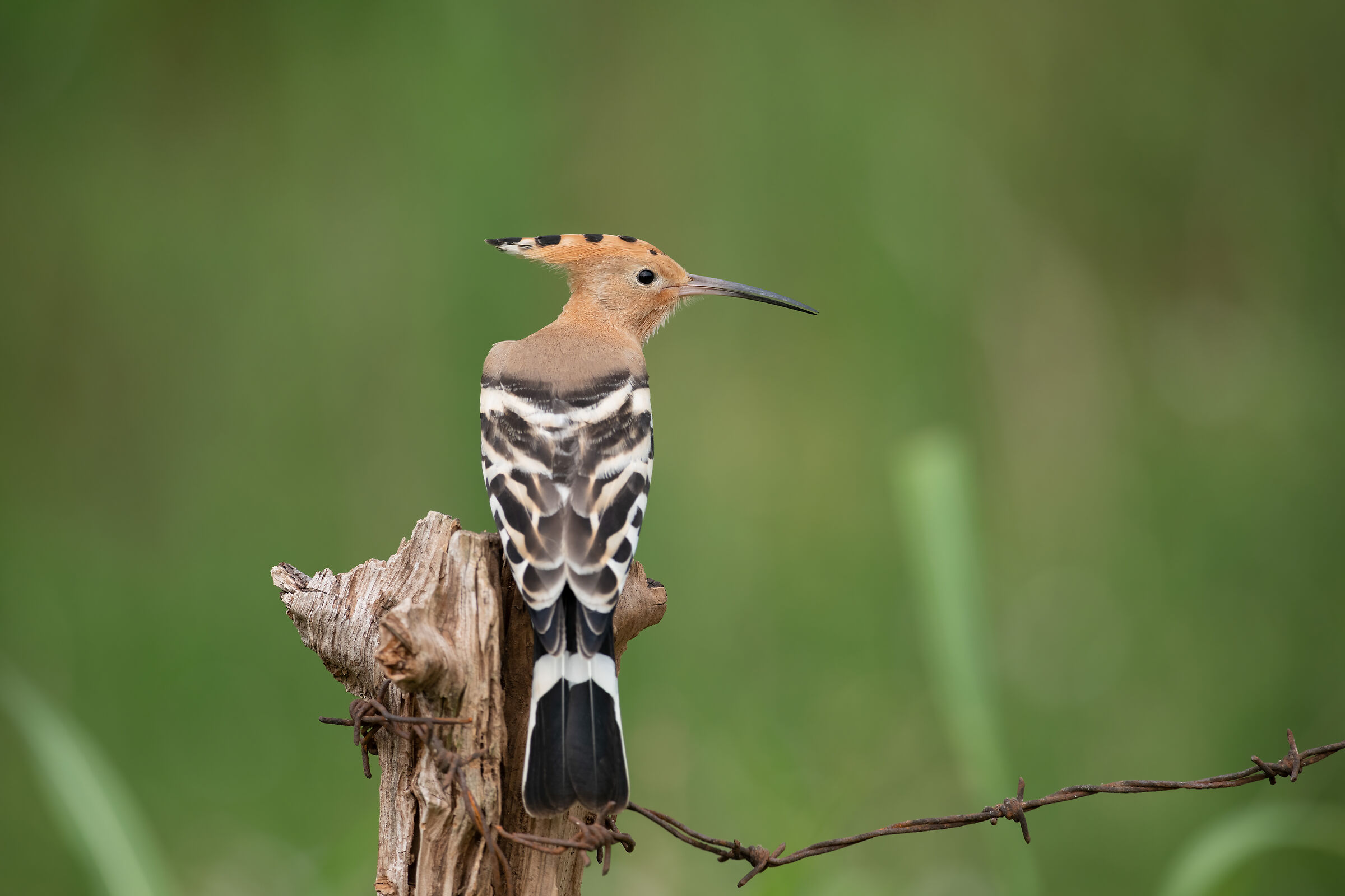 Upupa 300 with TC 17