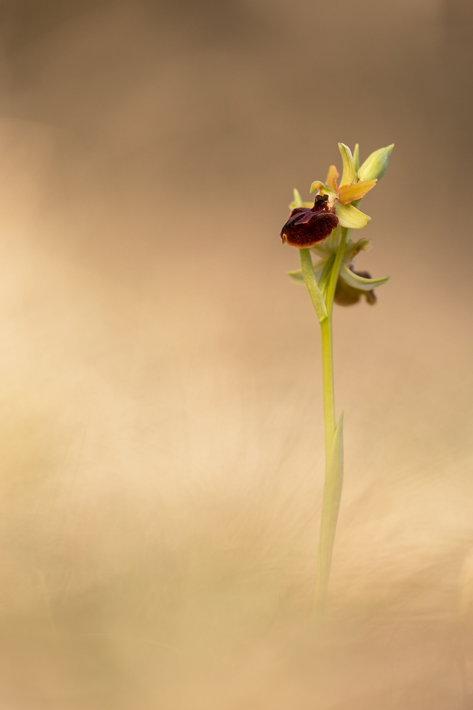 Ophrys sphegodes