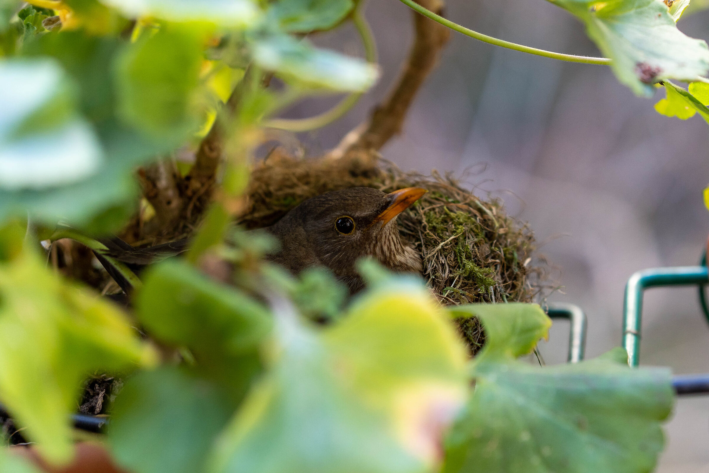 Avifauna sul terrazzo