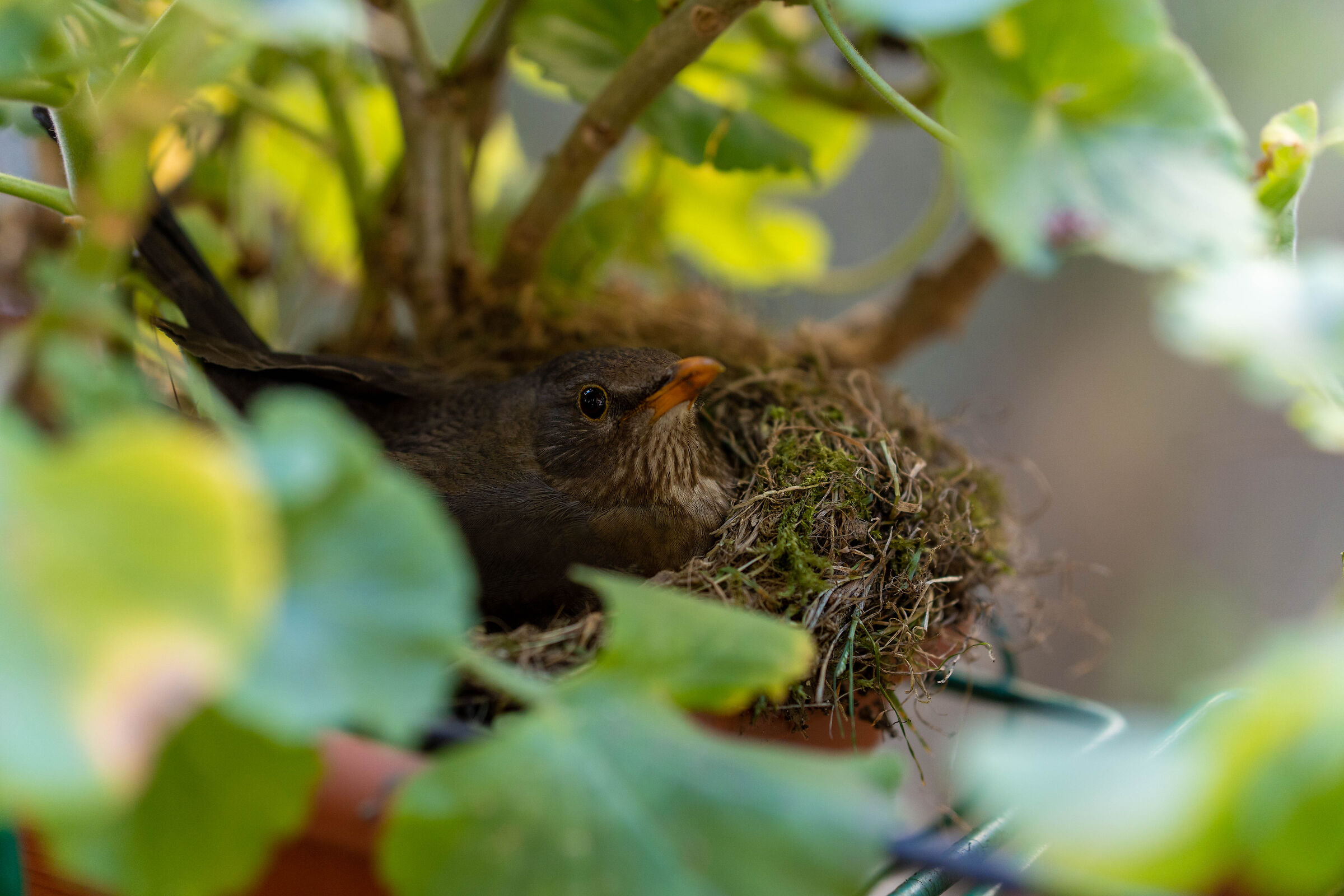 Avifauna sul terrazzo