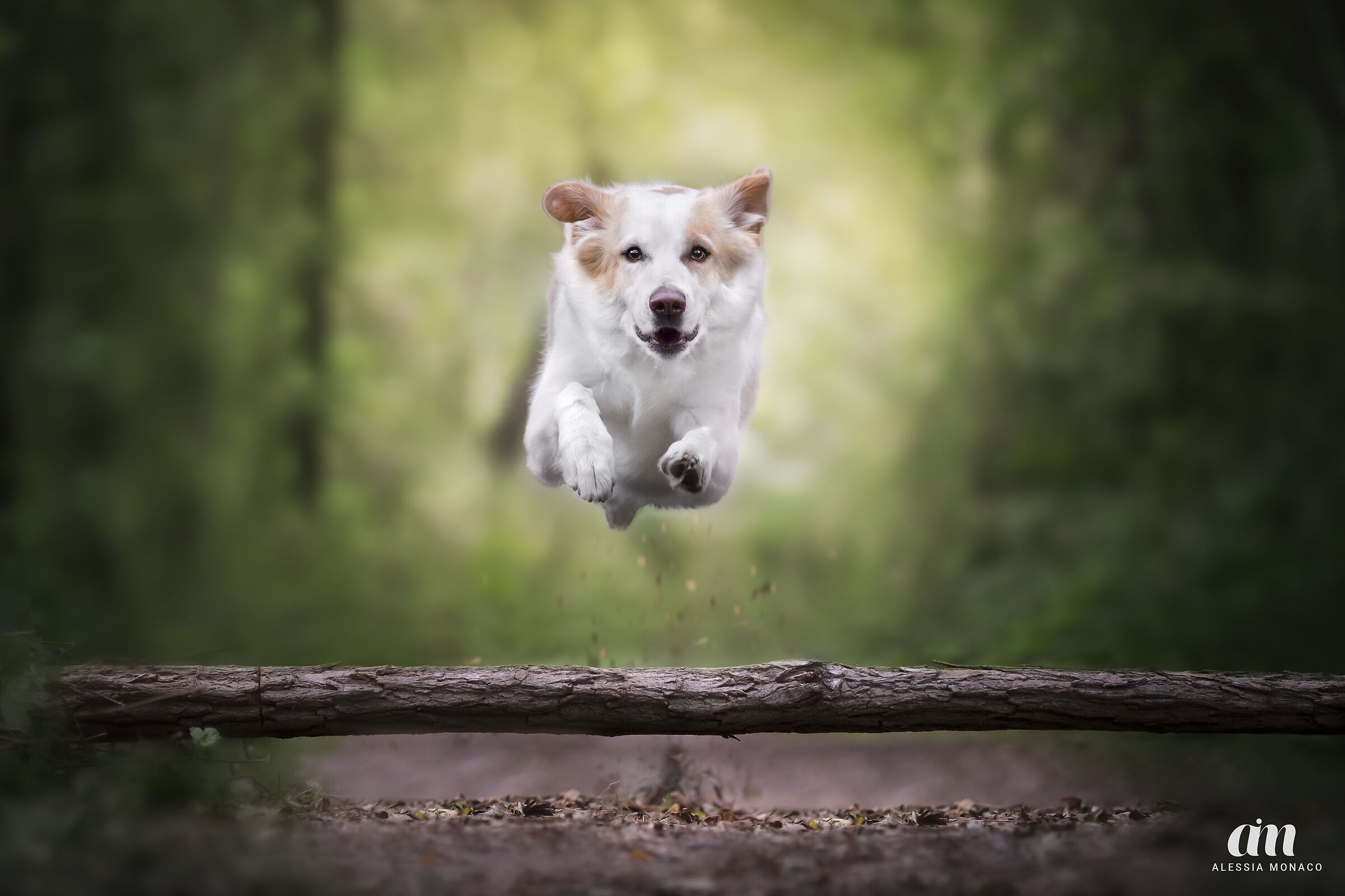 Dog in action / Dog in action