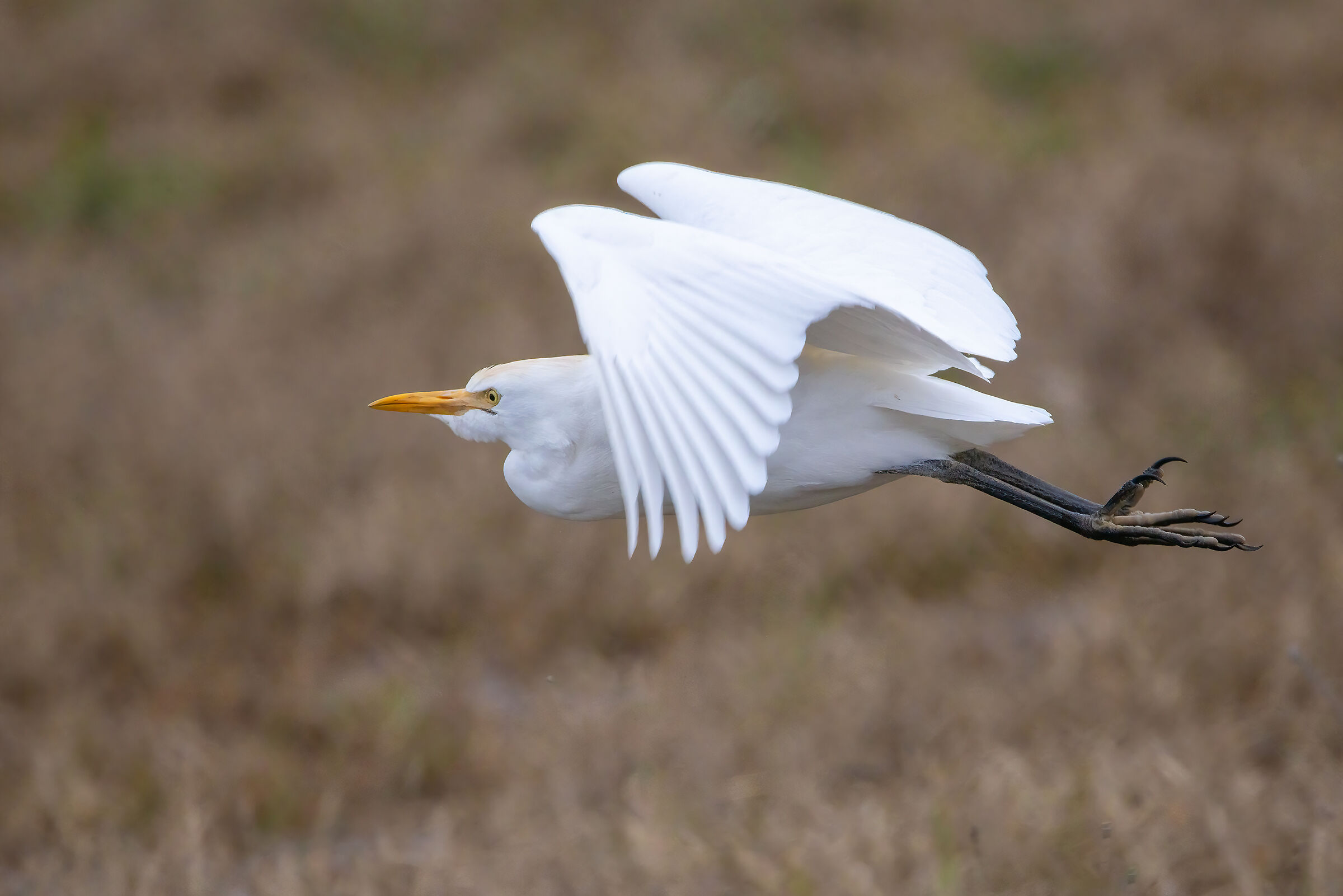 Airone Guardabuoi in volo