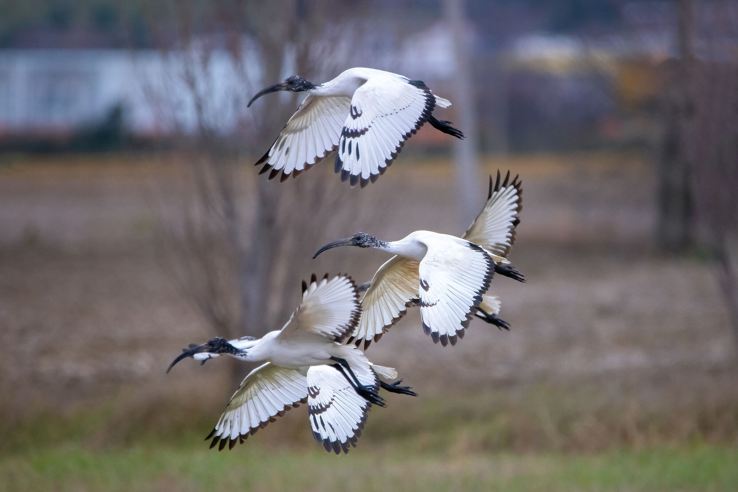 Sacred Ibis in flight