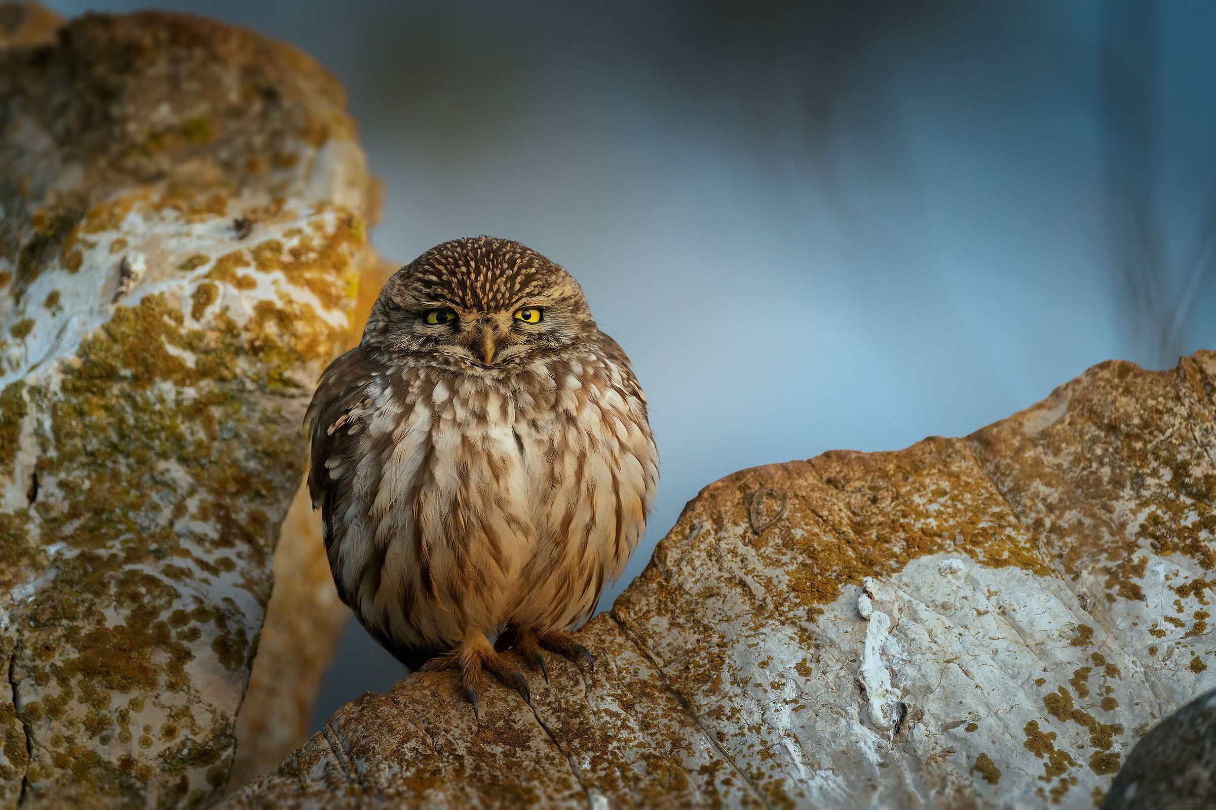 Little owl