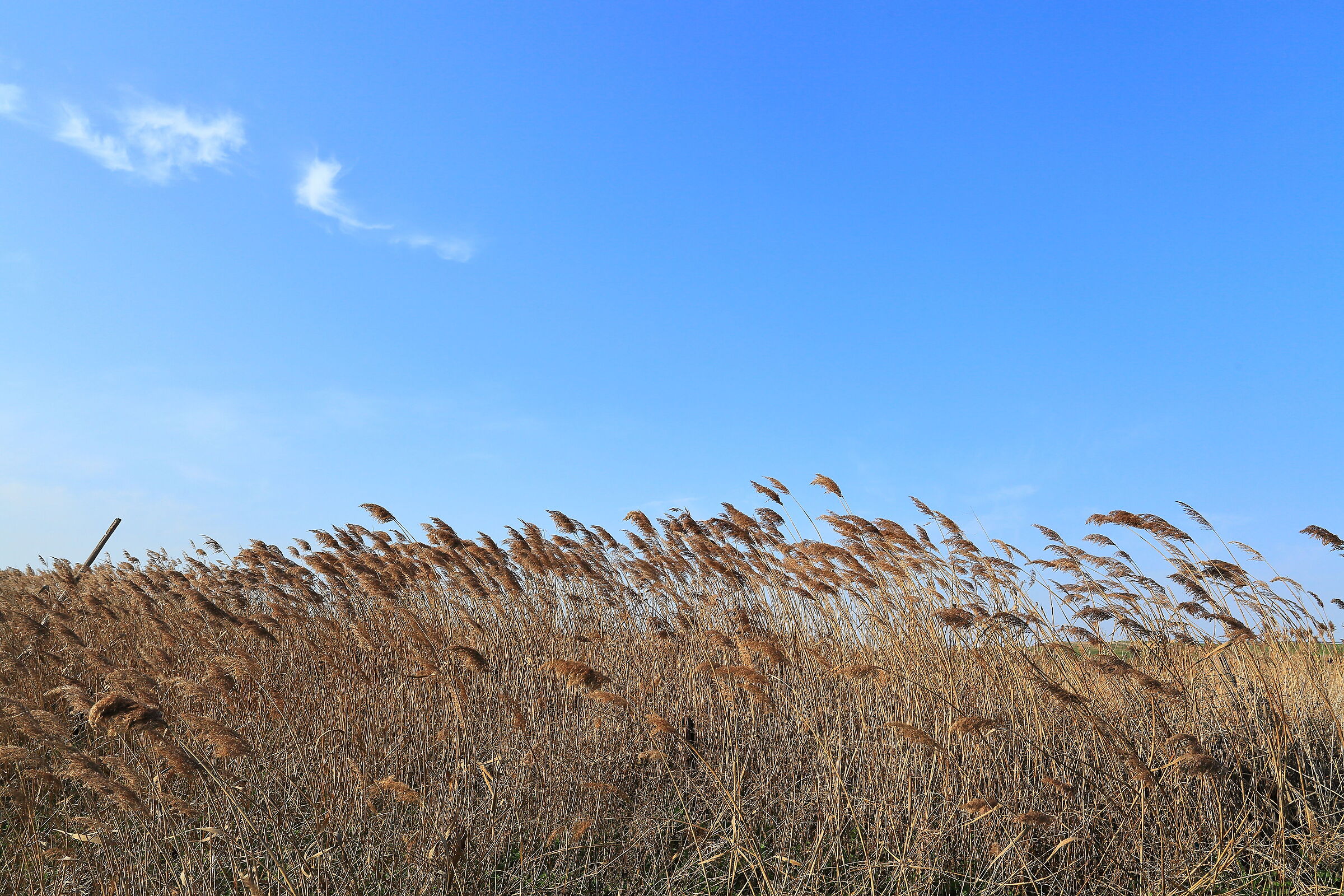 Spring wind