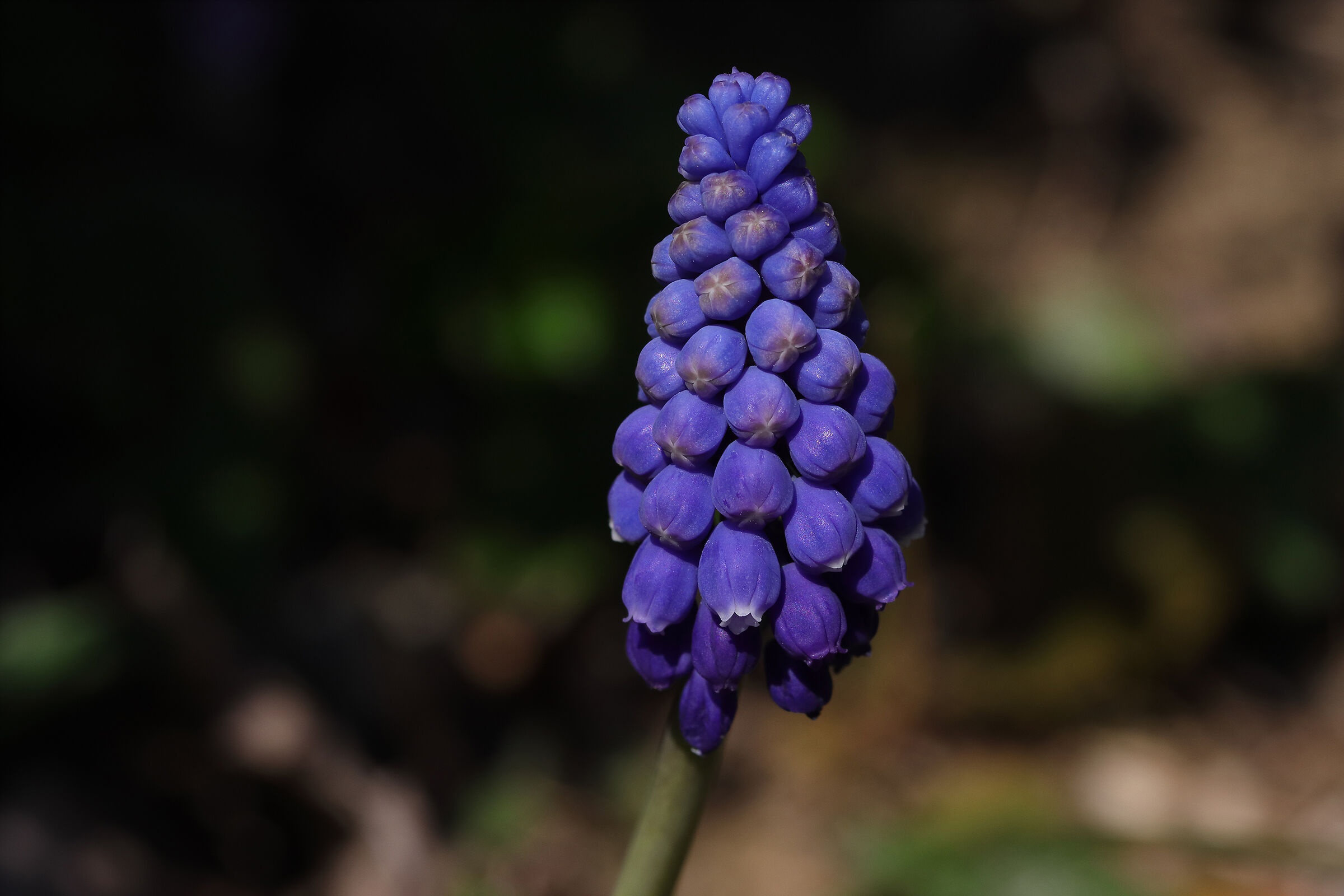 muscari - il blu nel bosco -