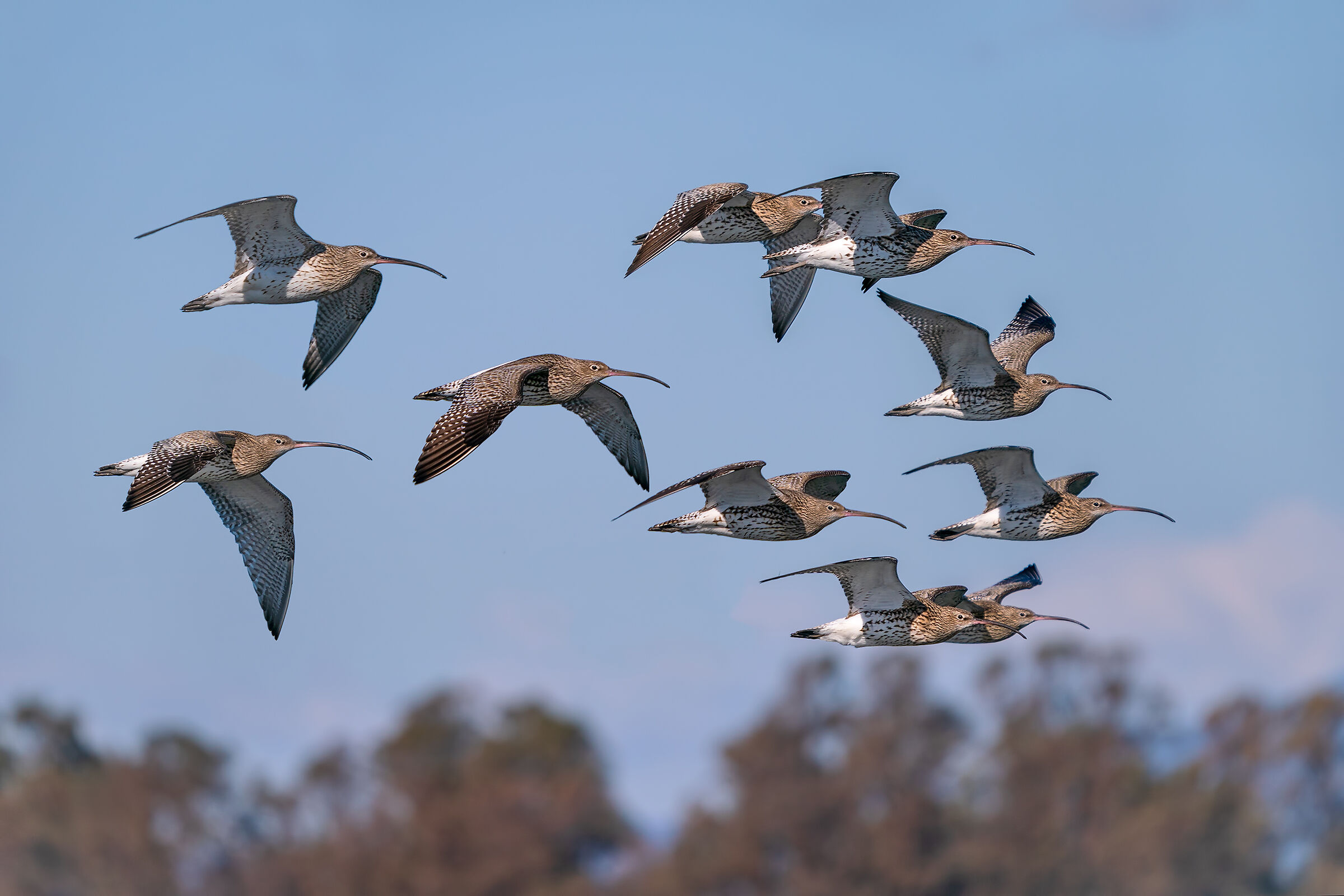 La migrazione dei chiurli maggiori