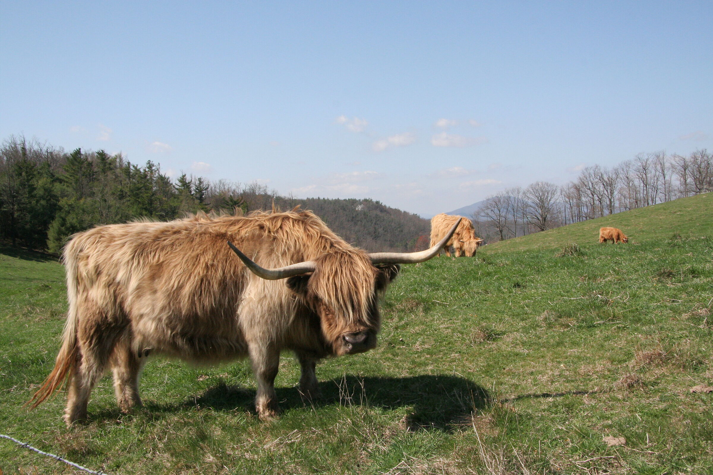 Blue Ridge Mountain - USA