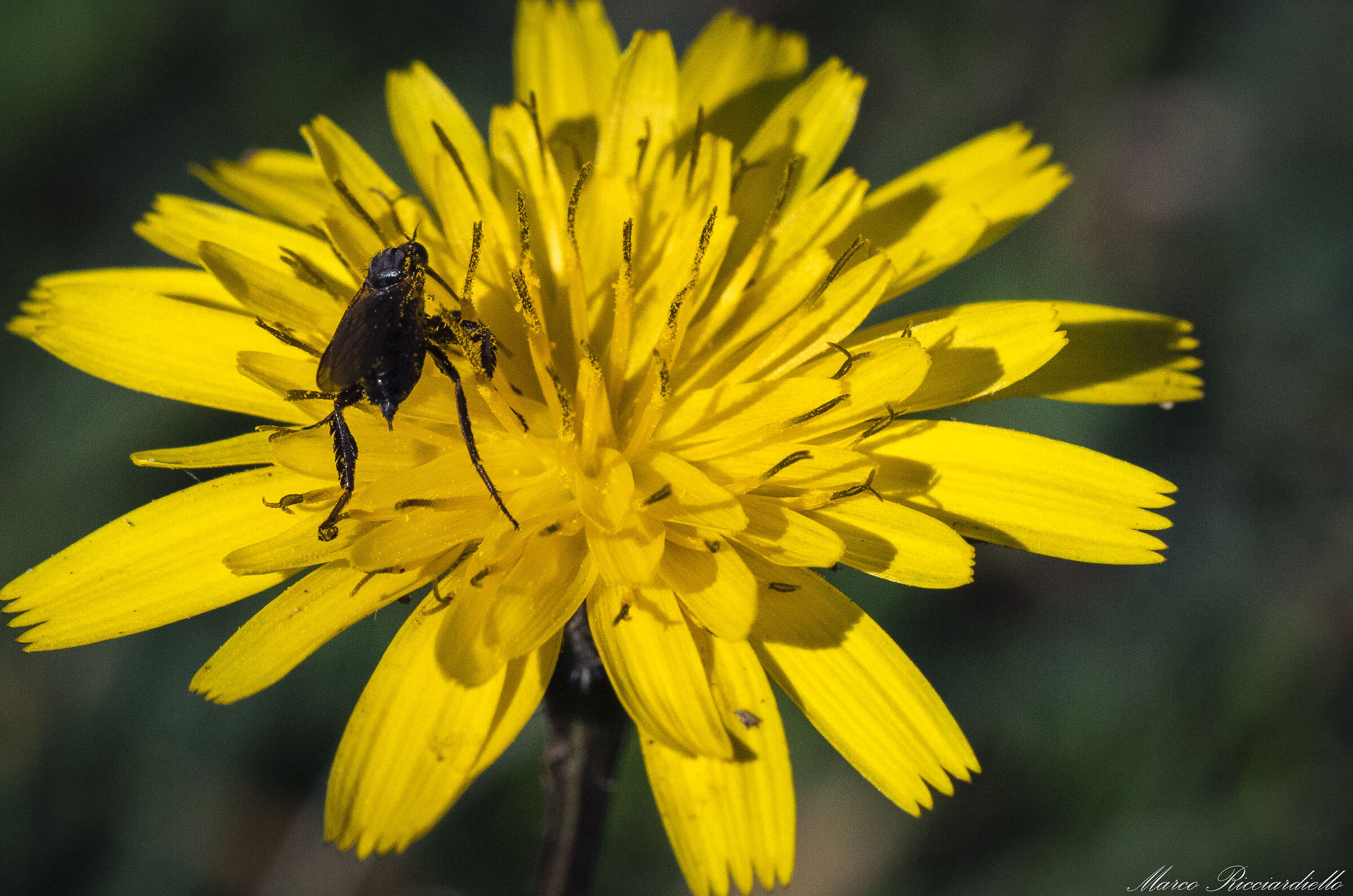 Campo Flower