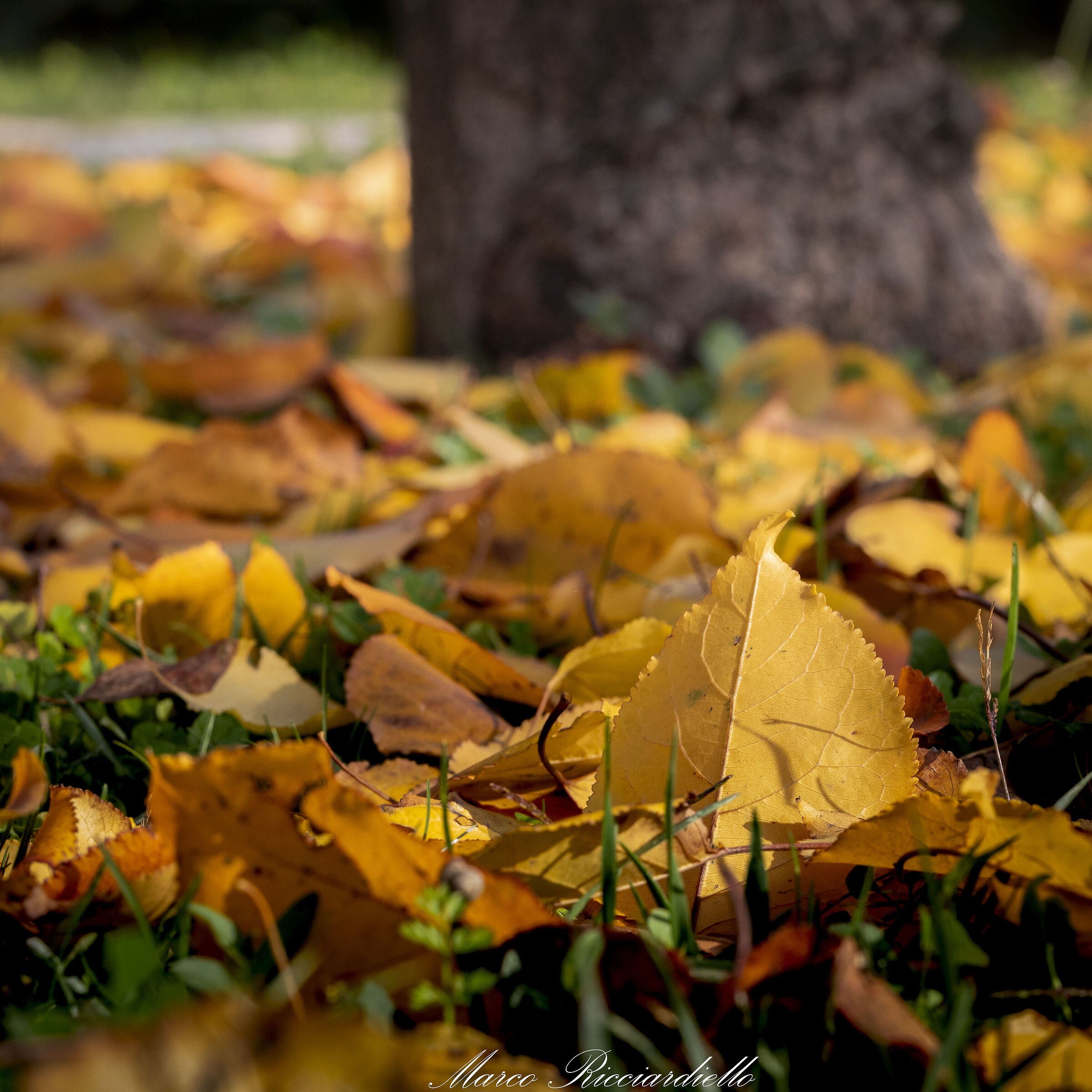 The colors of autumn (apricot)