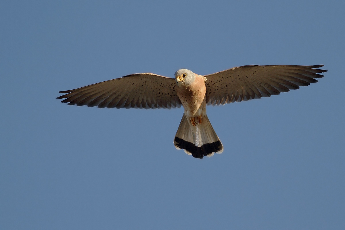 Lesser Kestrel