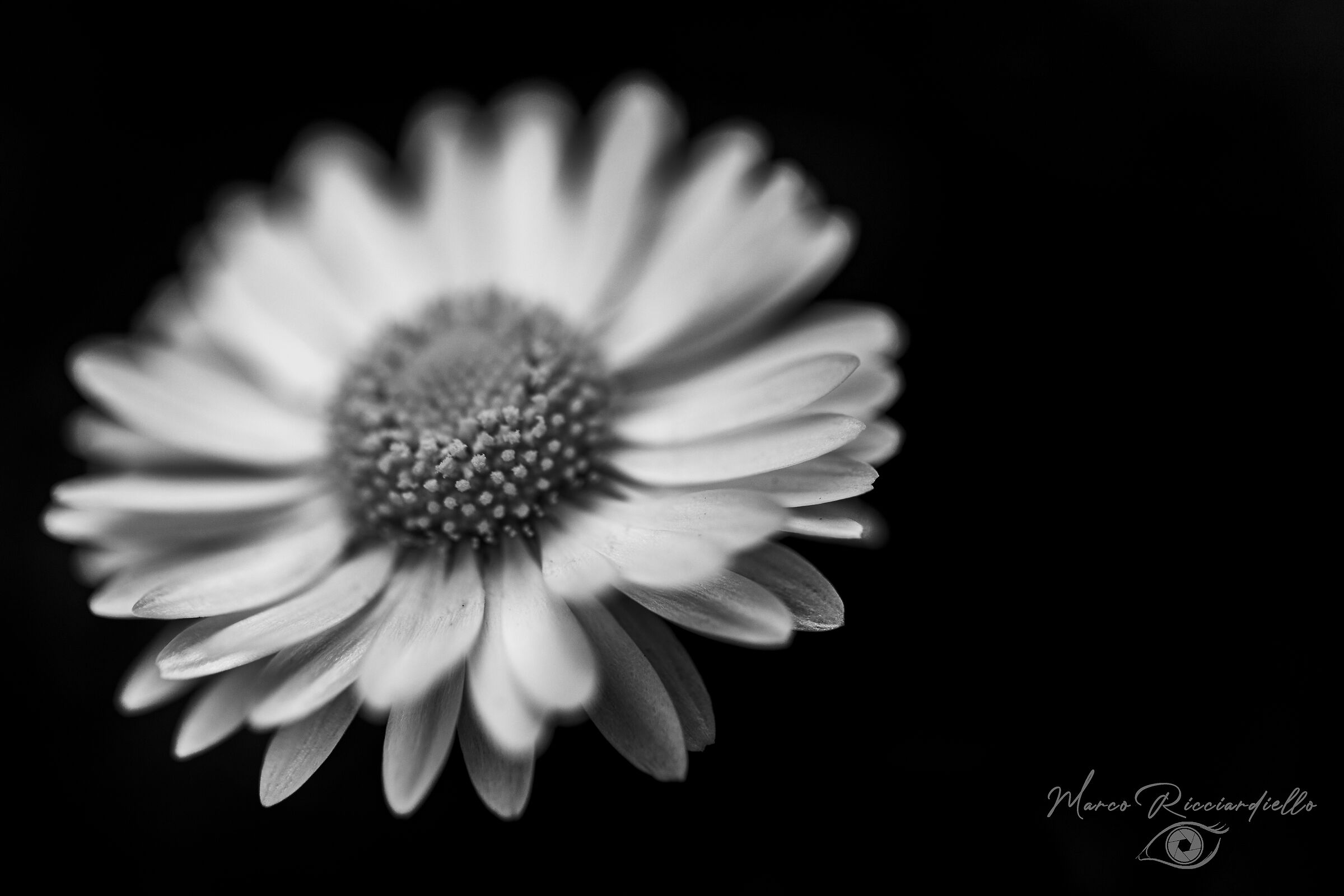 Campo Flower