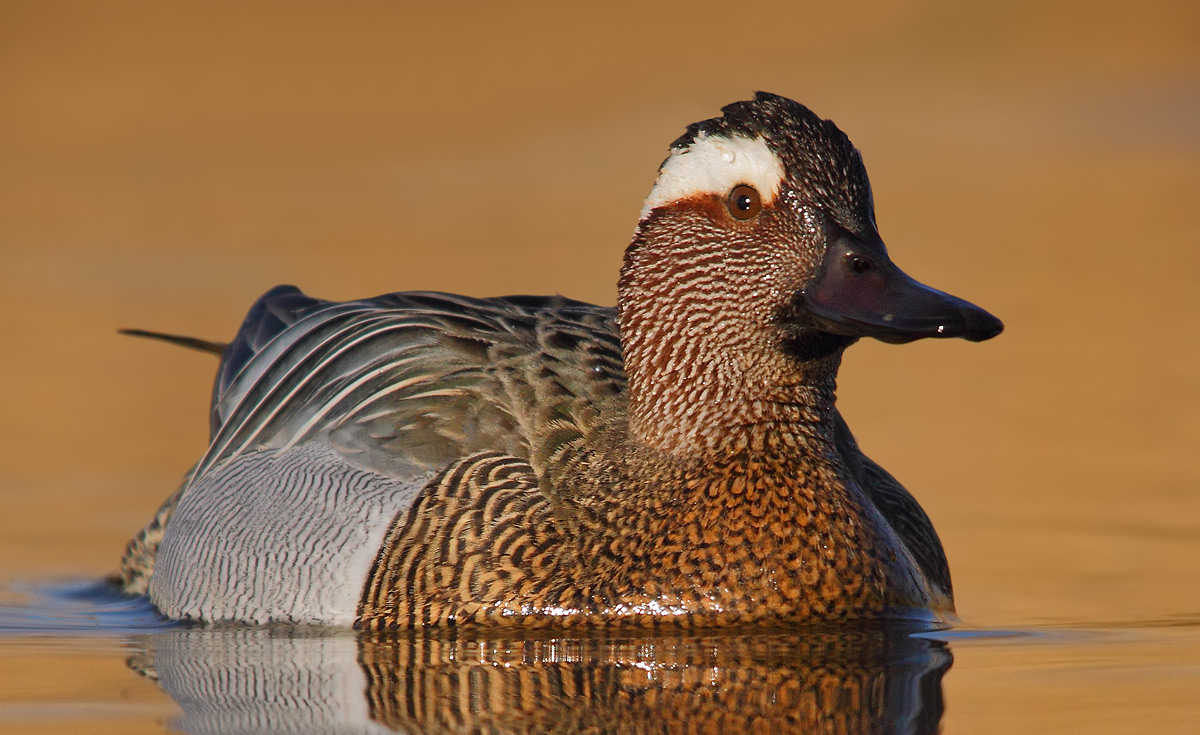 Garganey