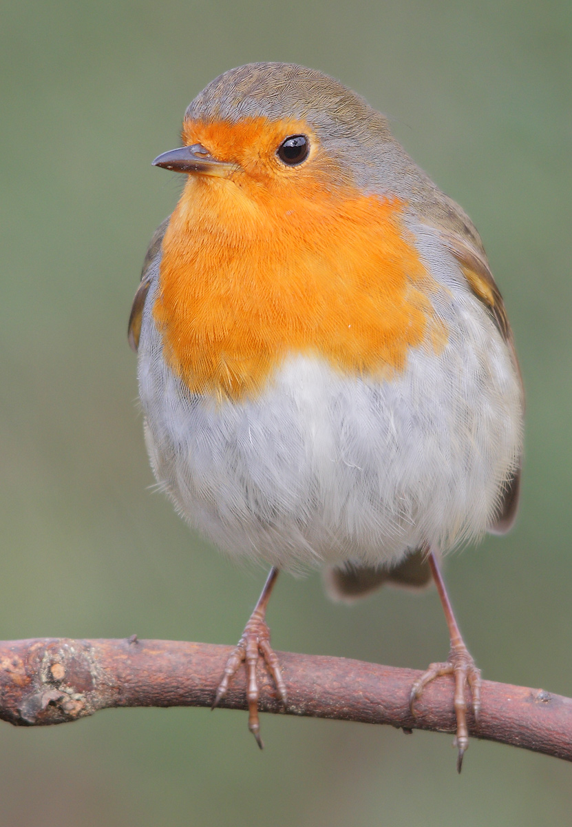 robin