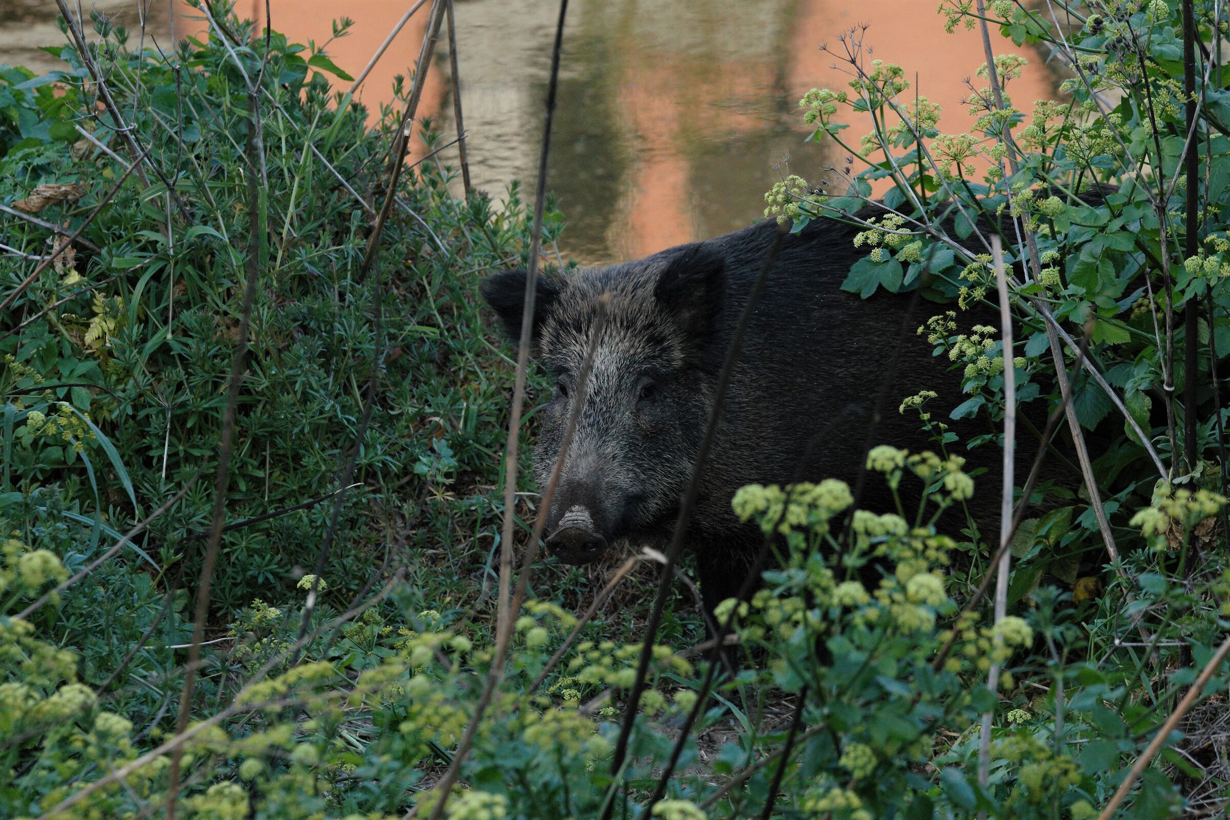 cinghiale nel torrente