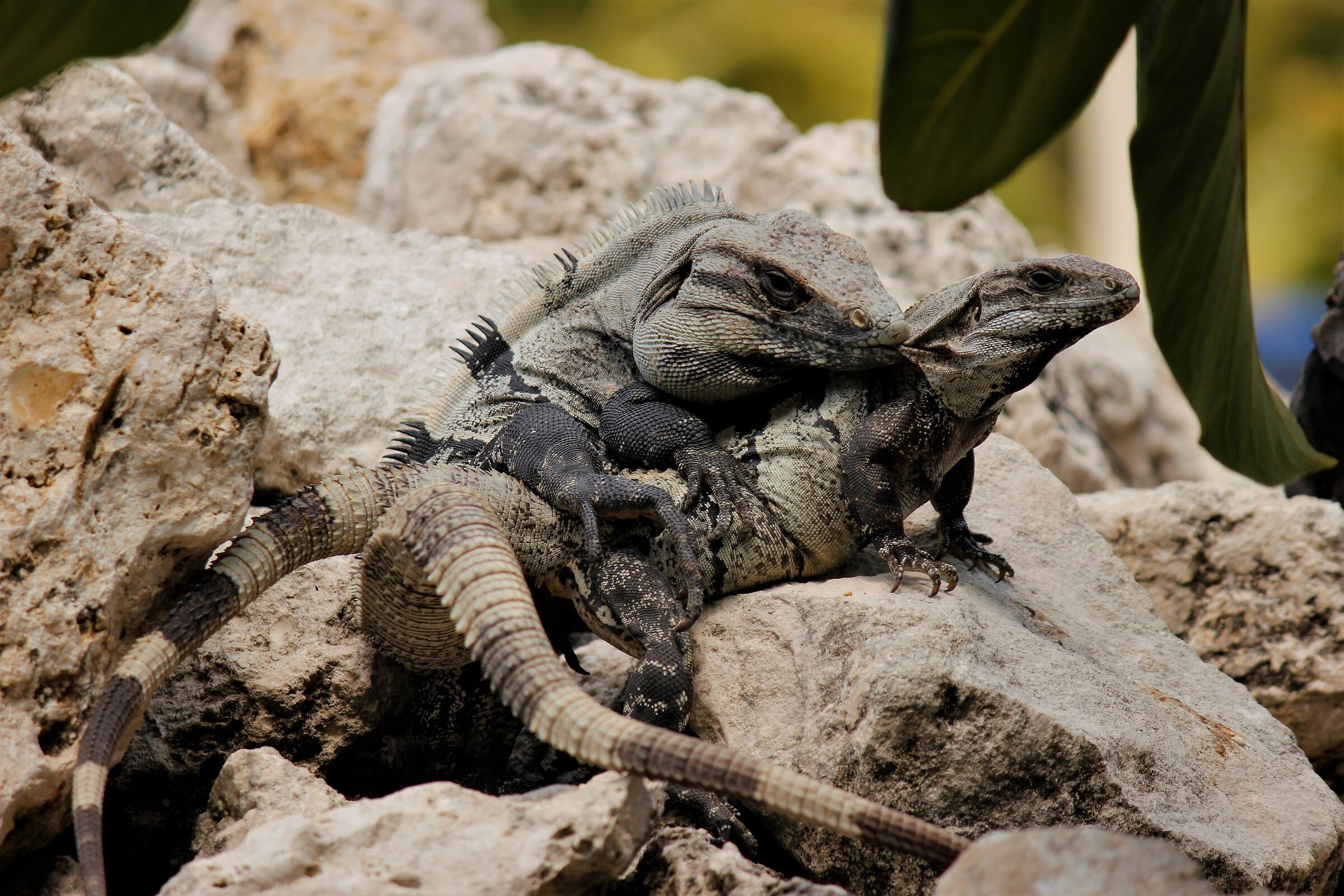 Ti ho acchiappato.....ora non sacppi....