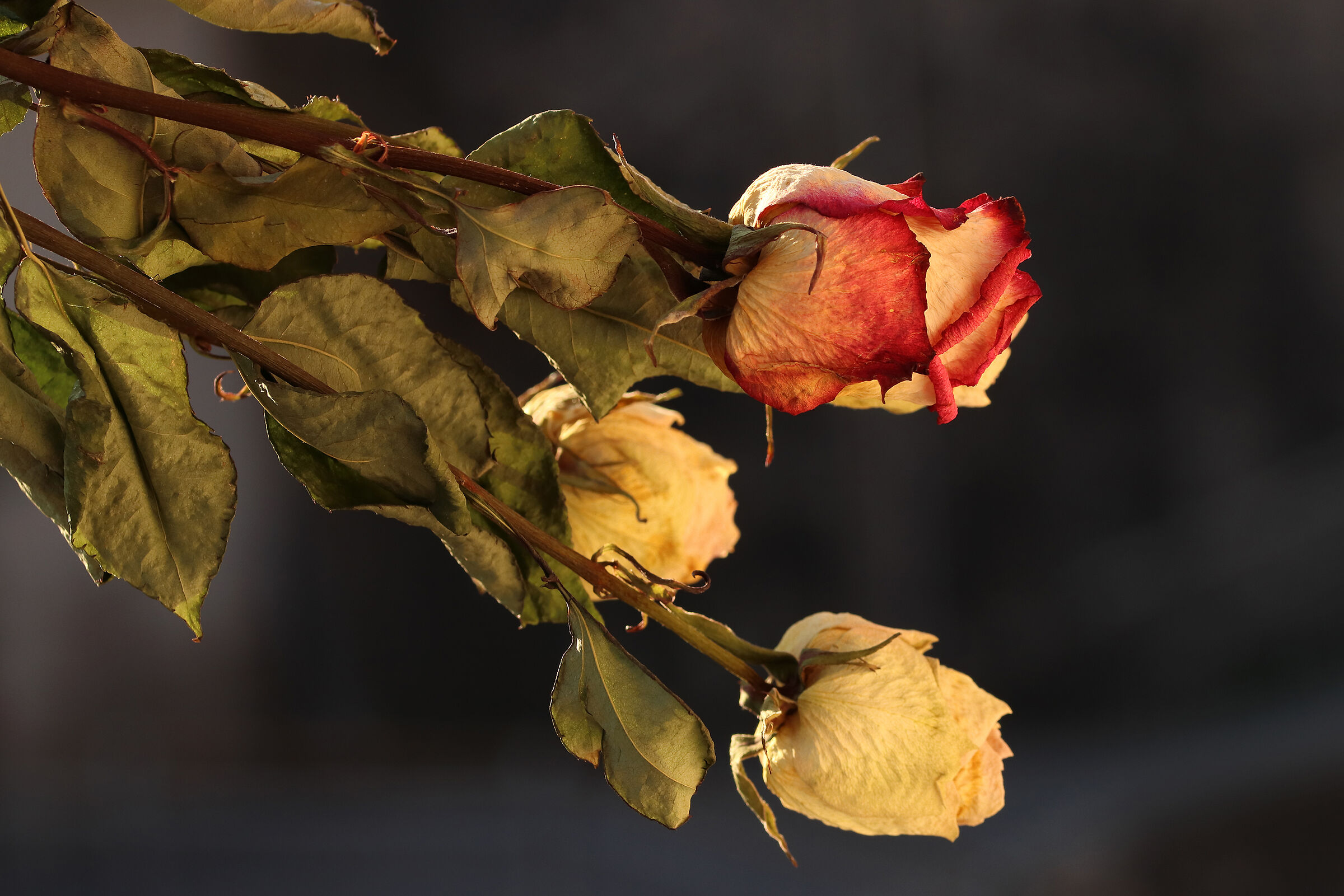 quei fiori appassiti al sole di un aprile lontano...