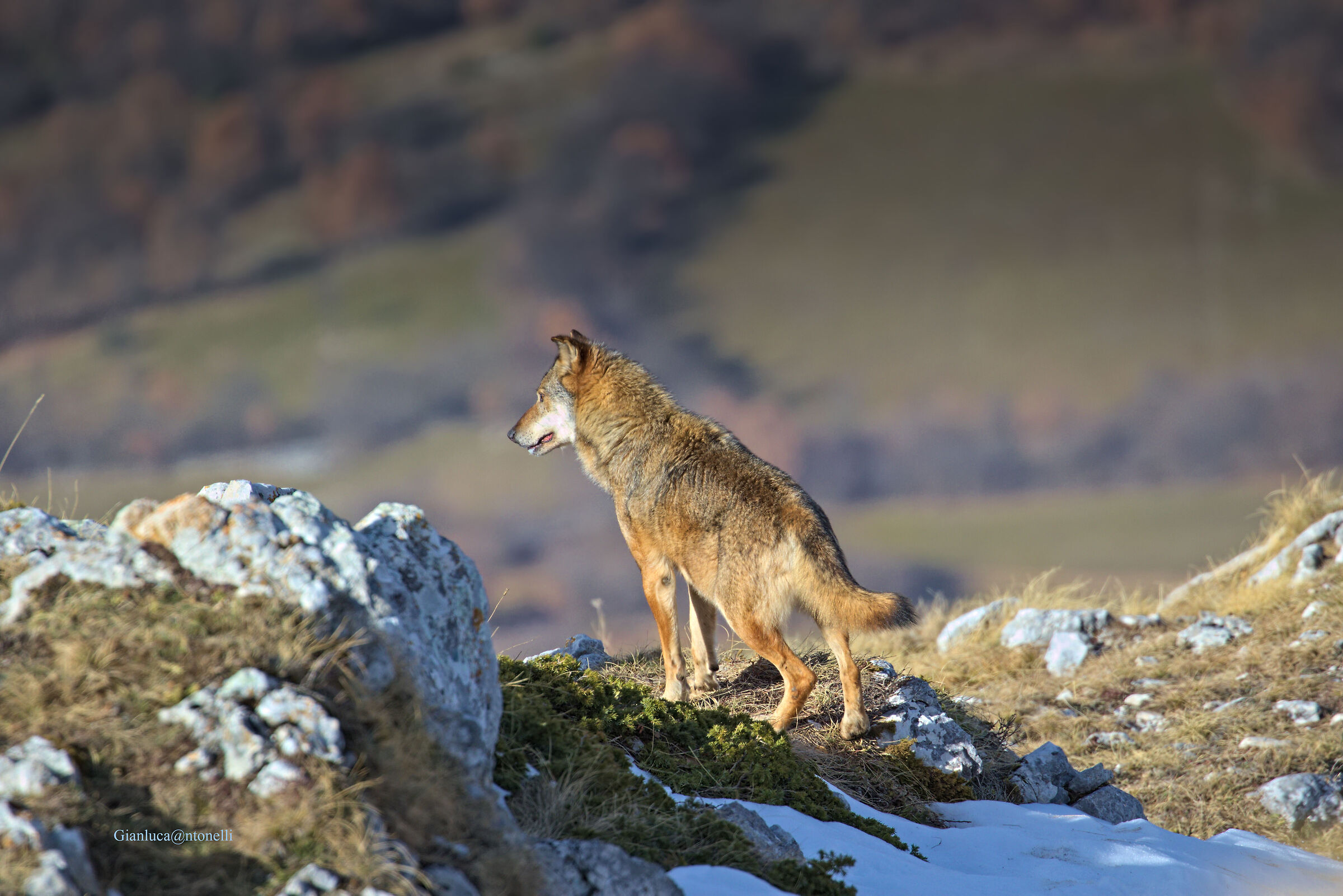 Wolf