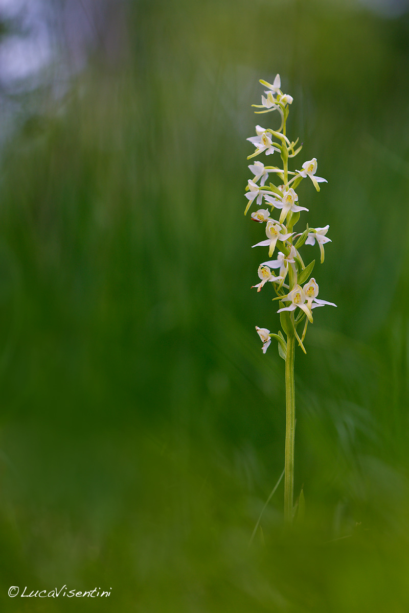 Platanthera chlorantha