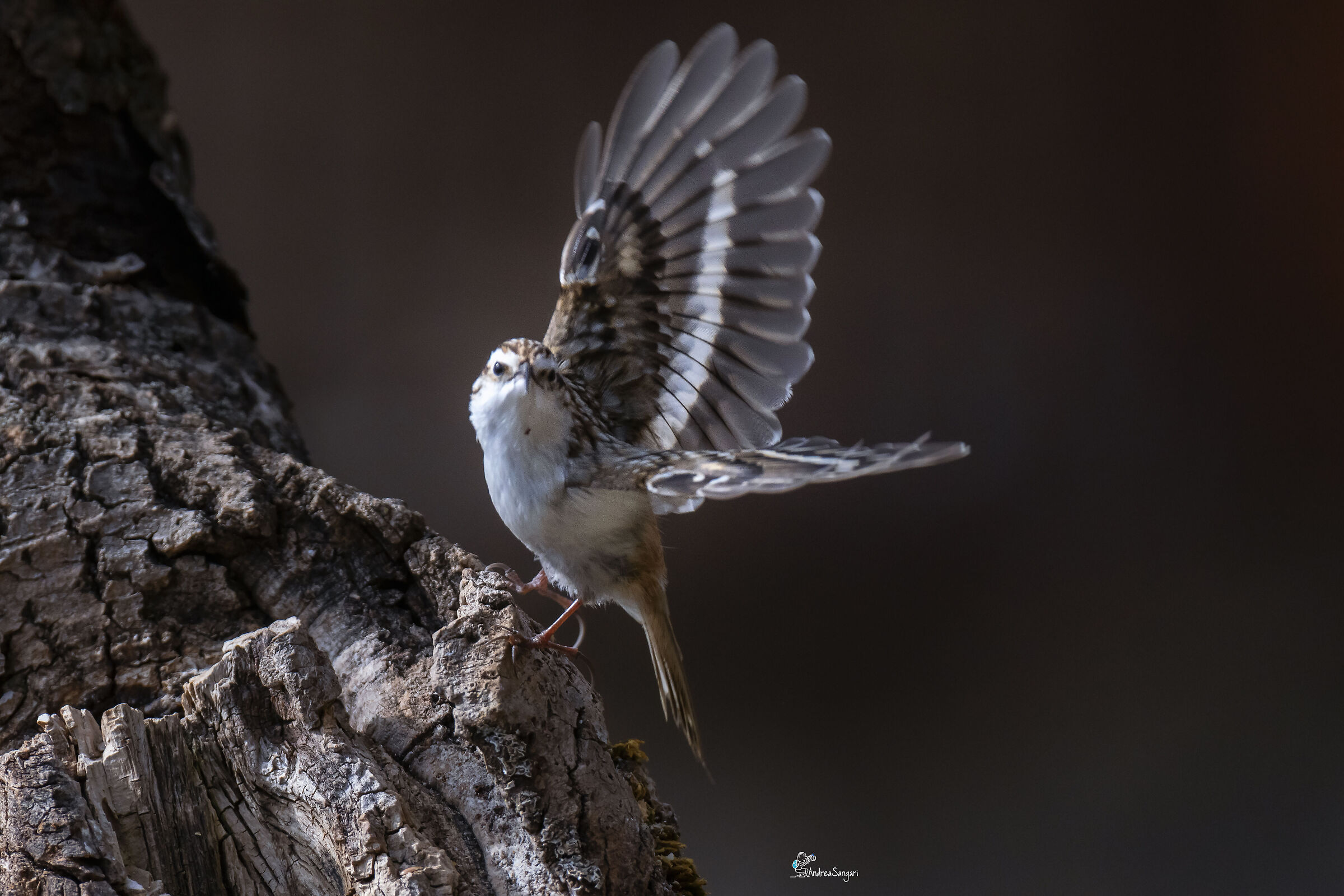 Il rampichino volante