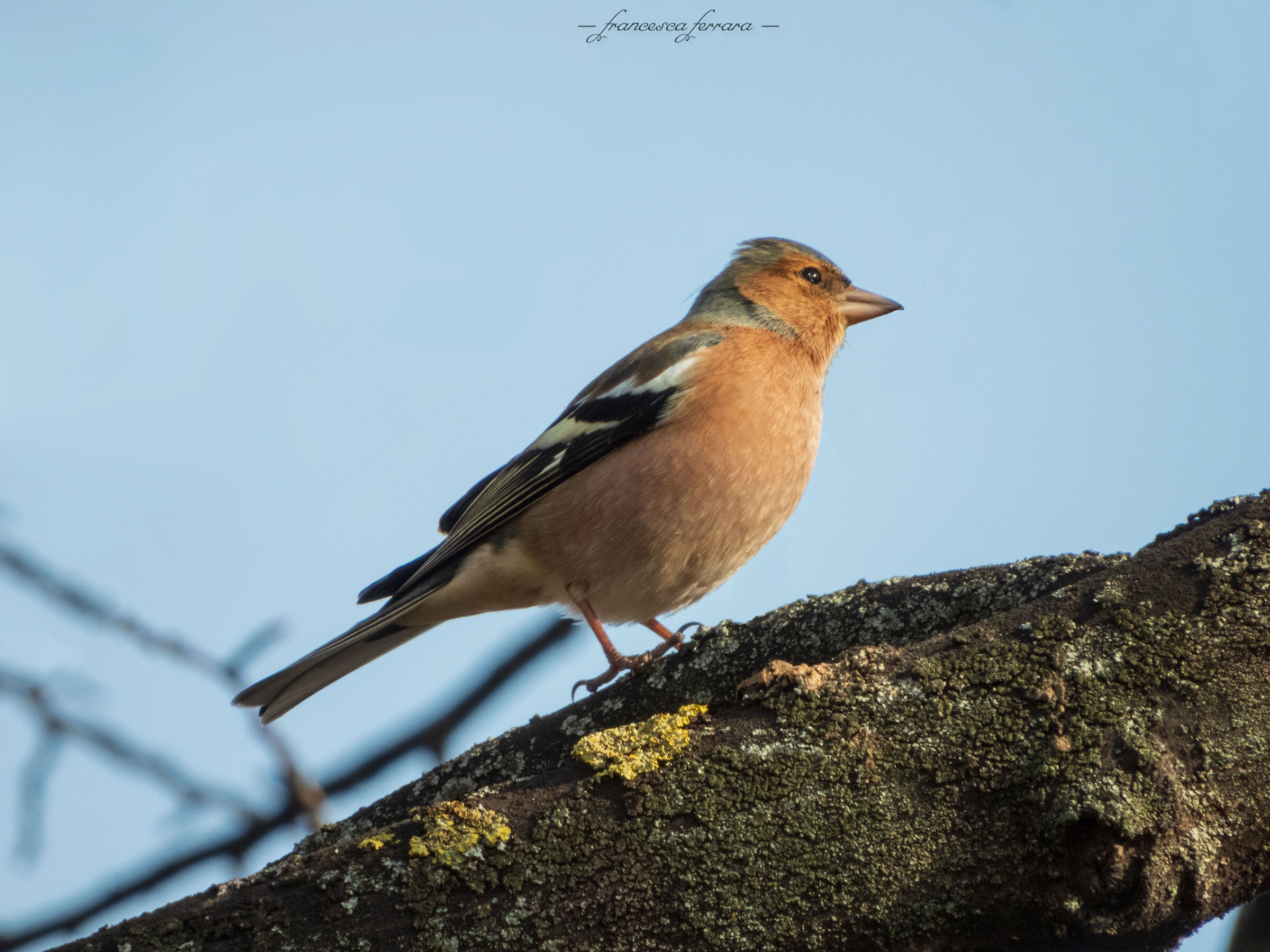 Fringuello maschio (Fringilla Coelebs)_2